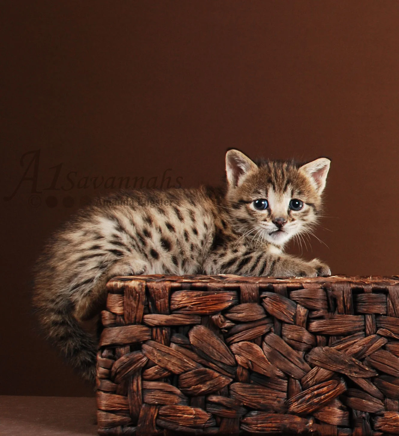 A1Savannahs Danika F2 Female Savannah Kitten