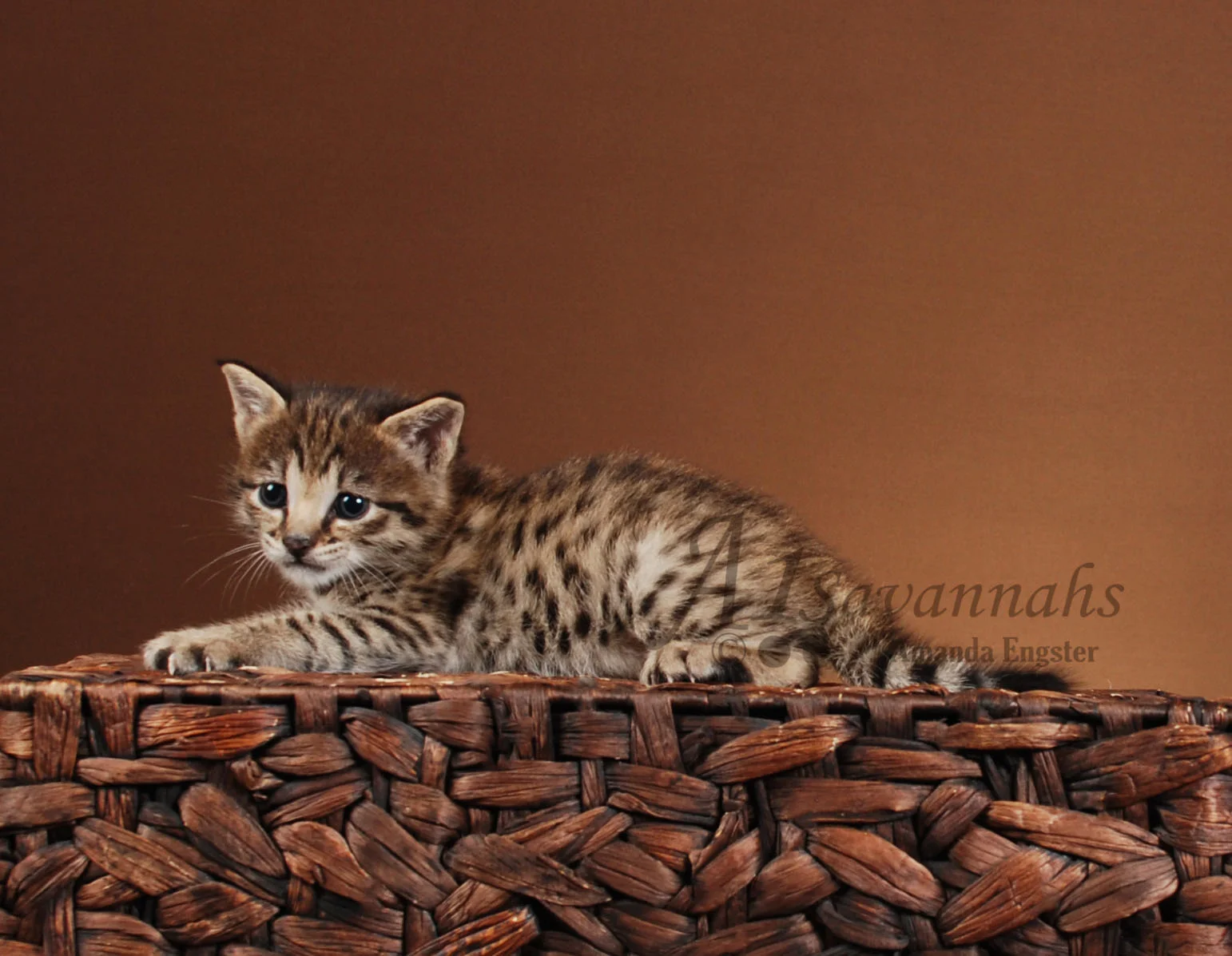 A1Savannahs Danika F2 Female Savannah Kitten