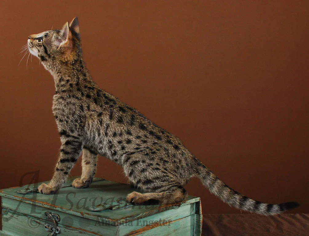 A1Savannahs Danika F2 Female Savannah Kitten