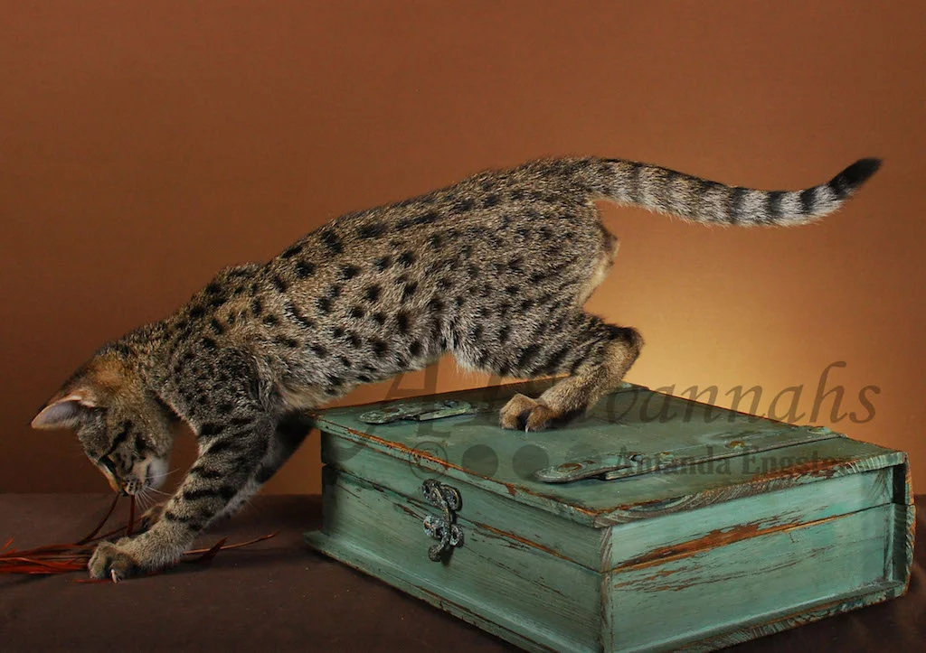 A1Savannahs Danika F2 Female Savannah Kitten