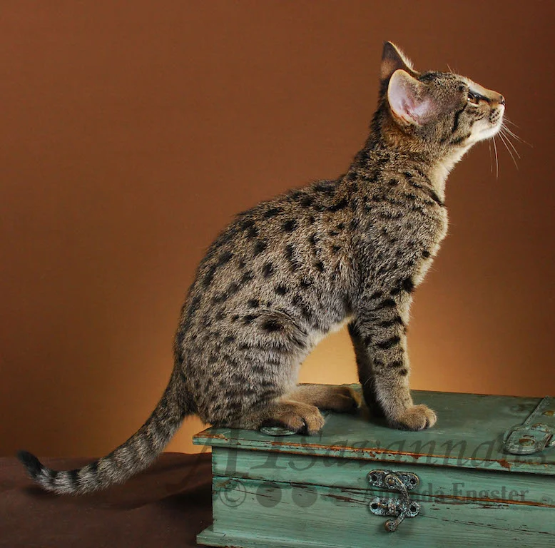 A1Savannahs Danika F2 Female Savannah Kitten