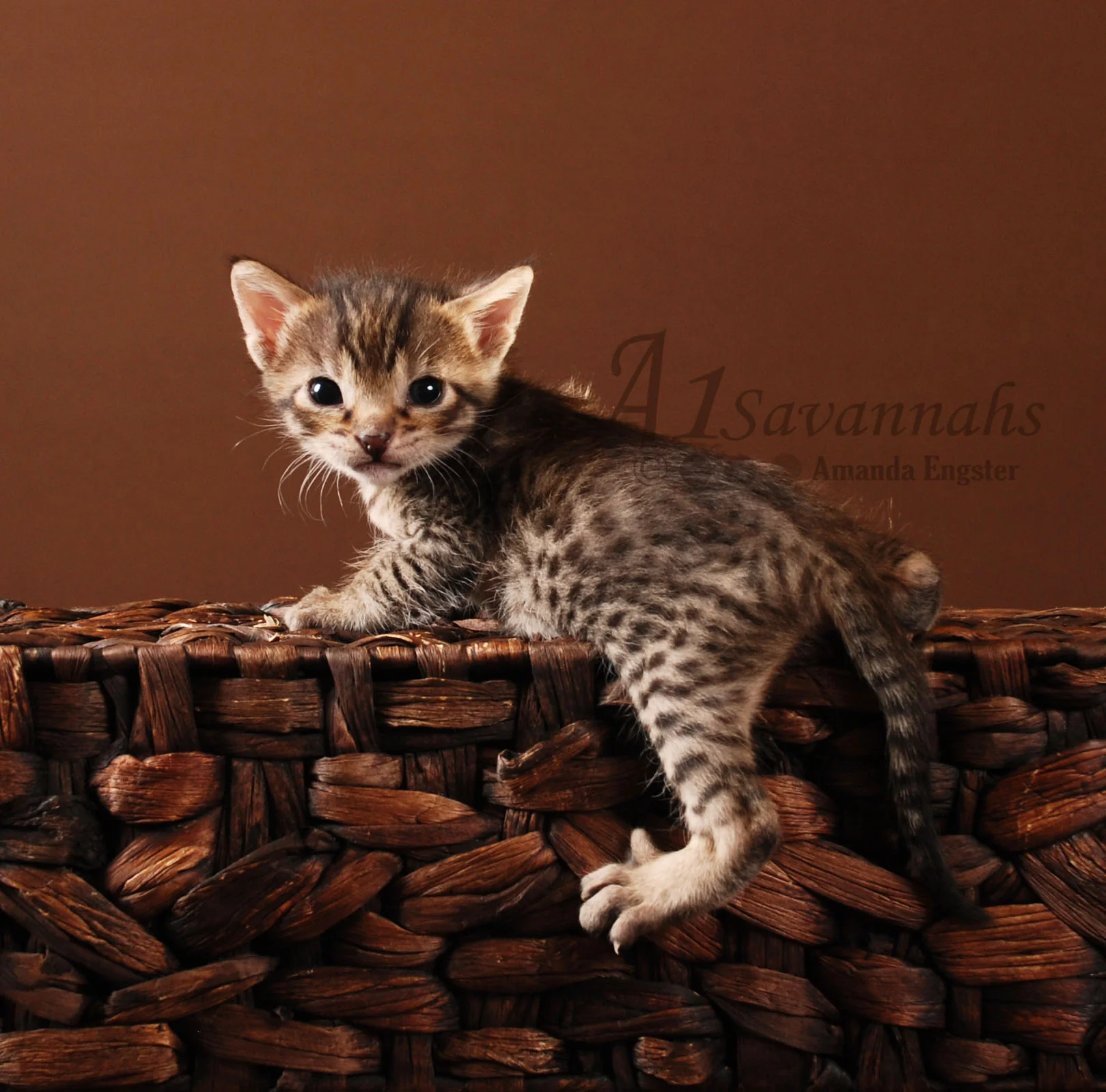 A1Savannahs Isabel F5 Female Savannah Kitten
