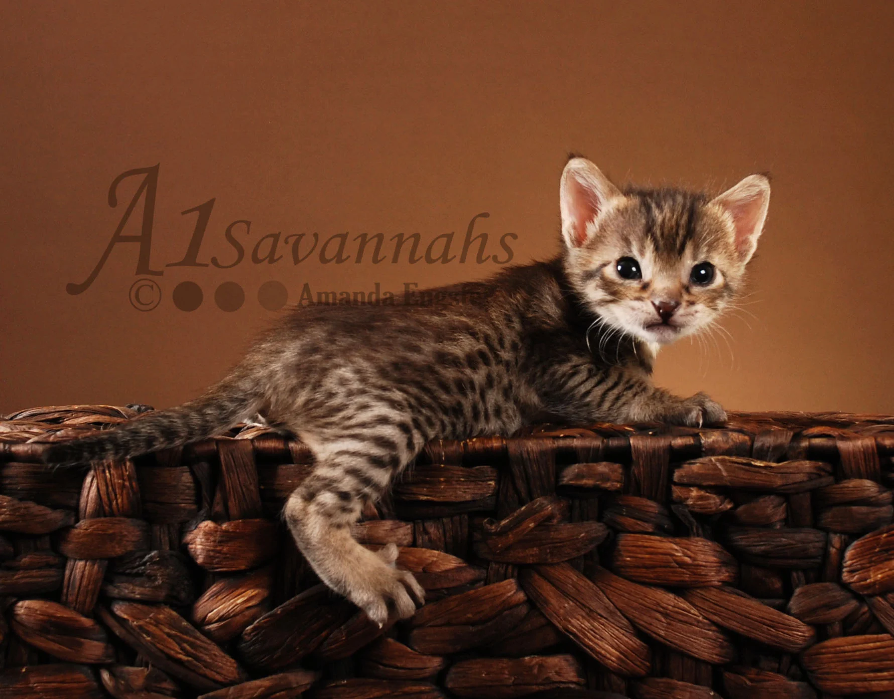 A1Savannahs Isabel F5 Female Savannah Kitten