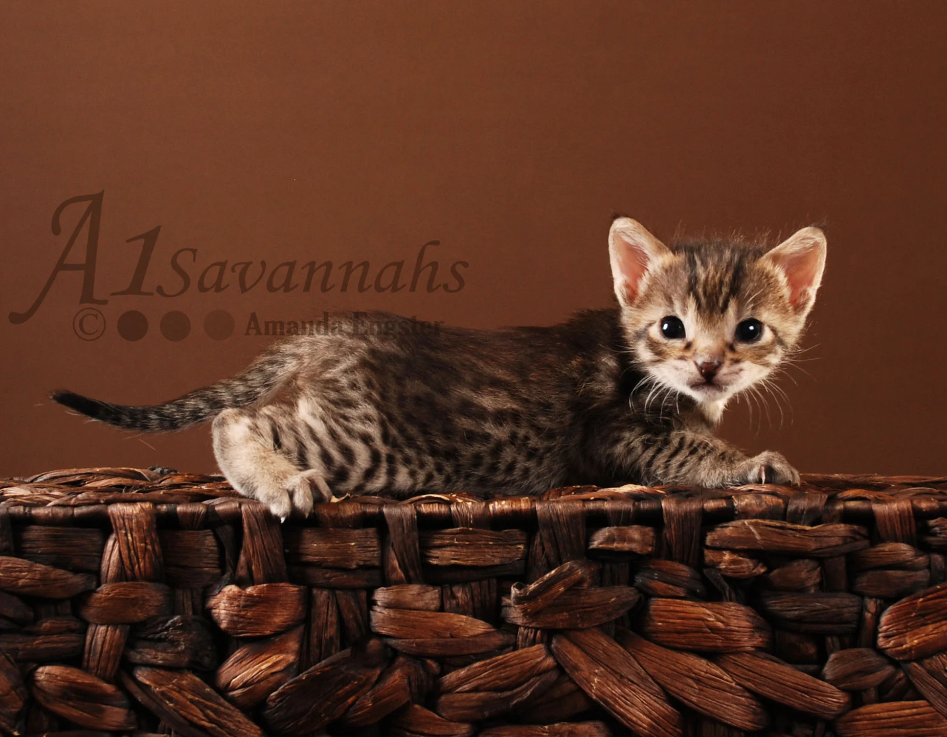 A1Savannahs Isabel F5 Female Savannah Kitten