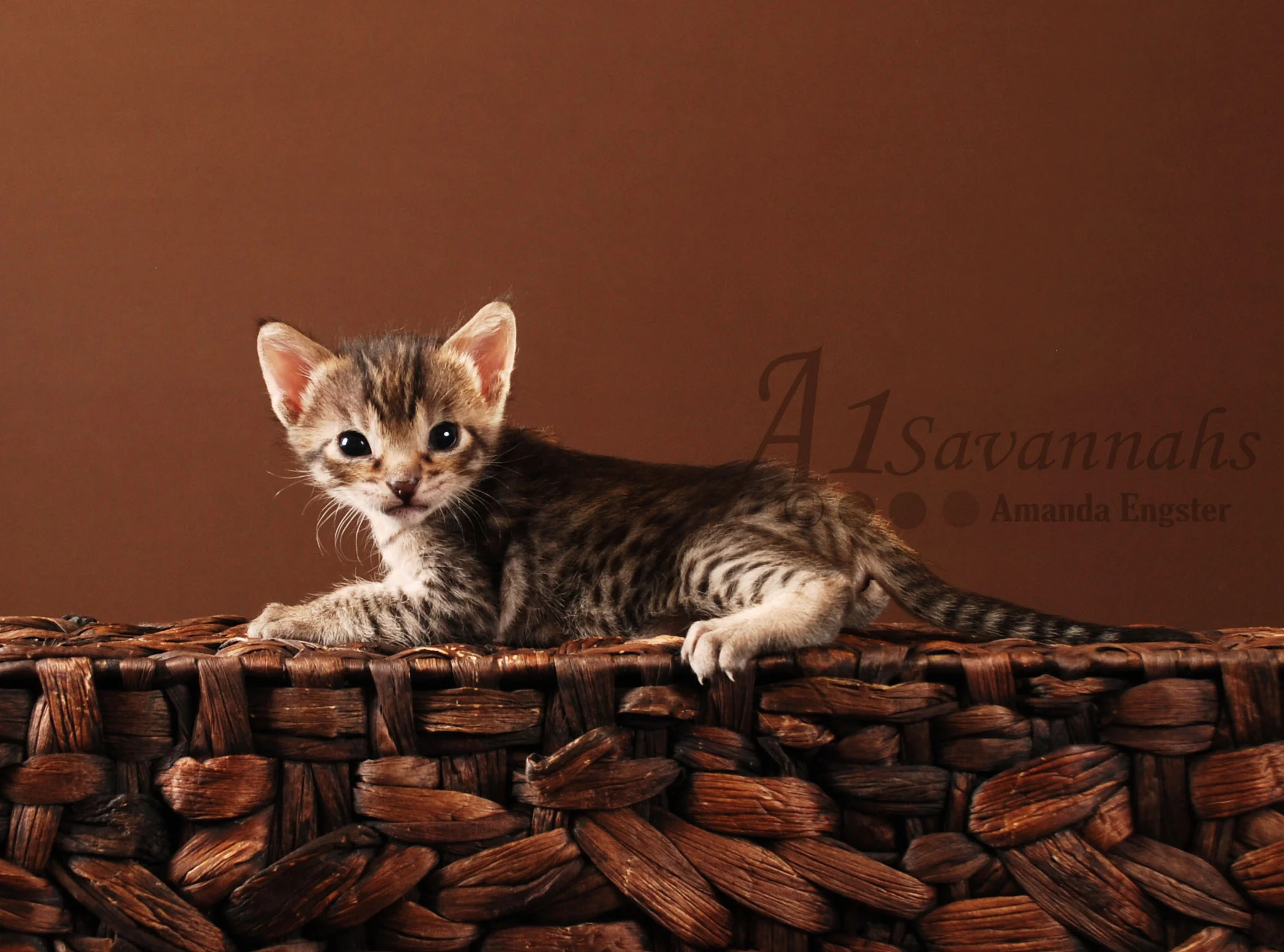A1Savannahs Isabel F5 Female Savannah Kitten