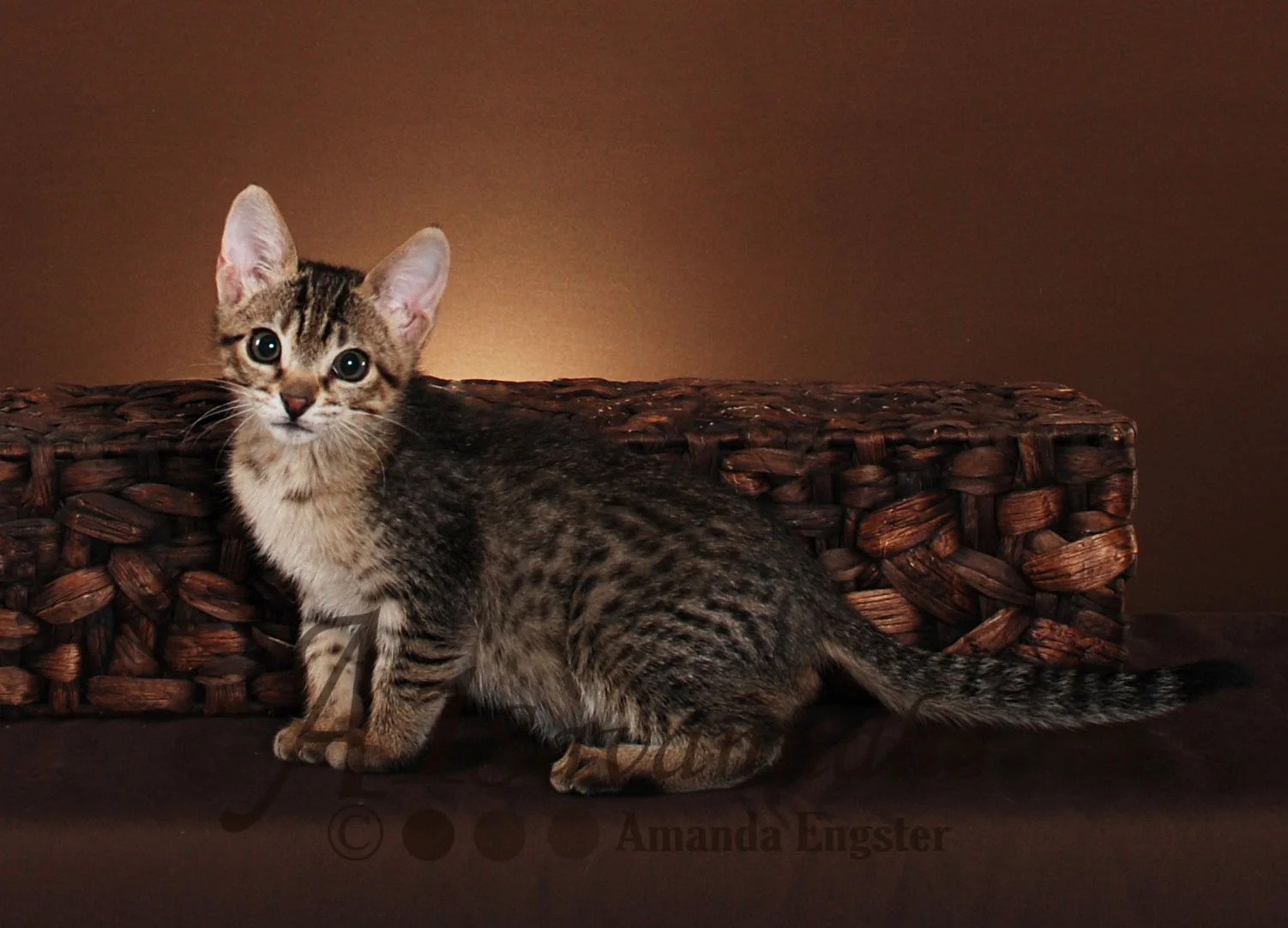A1Savannahs Isabel F5 Female Savannah Kitten