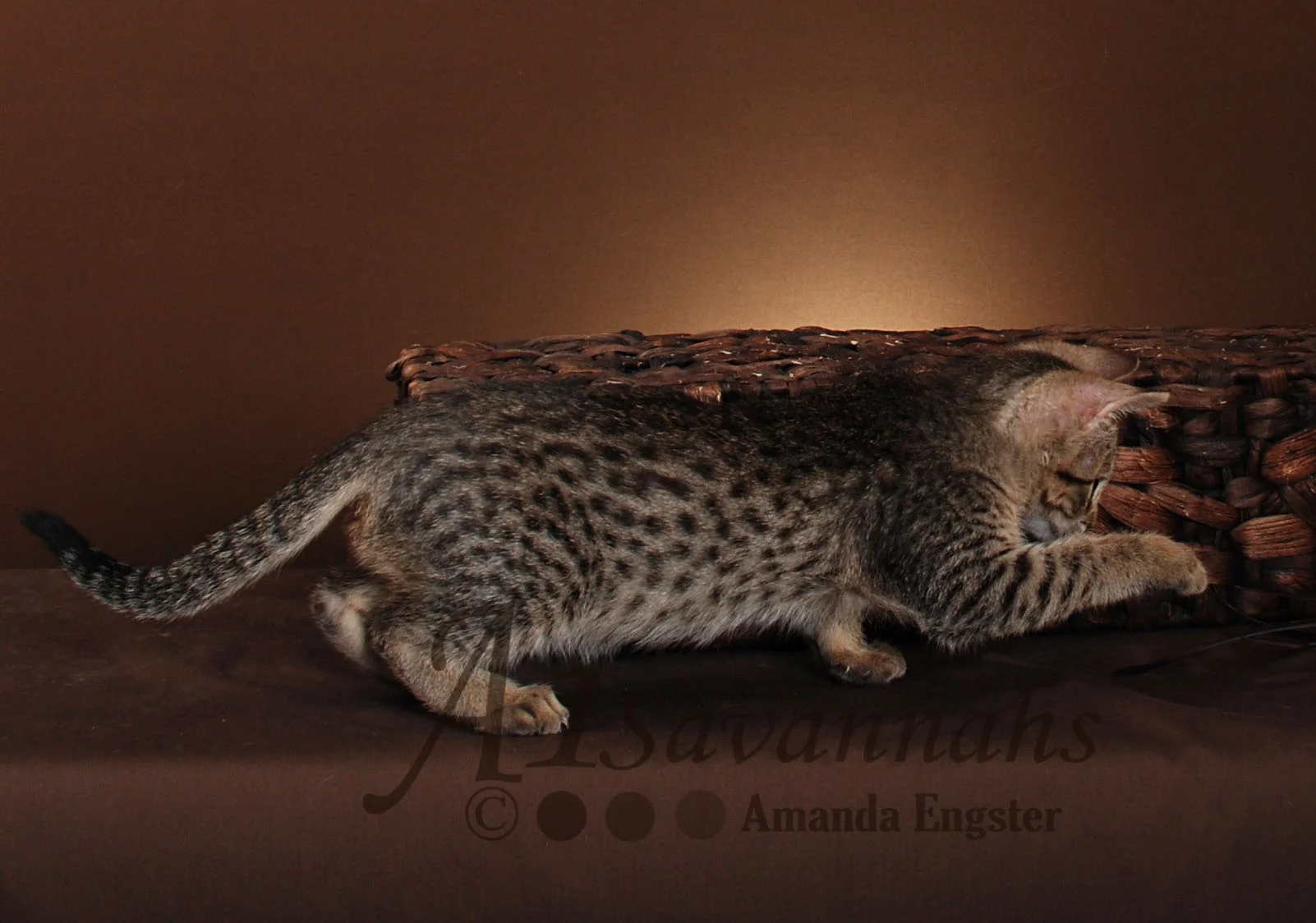 A1Savannahs Isabel F5 Female Savannah Kitten