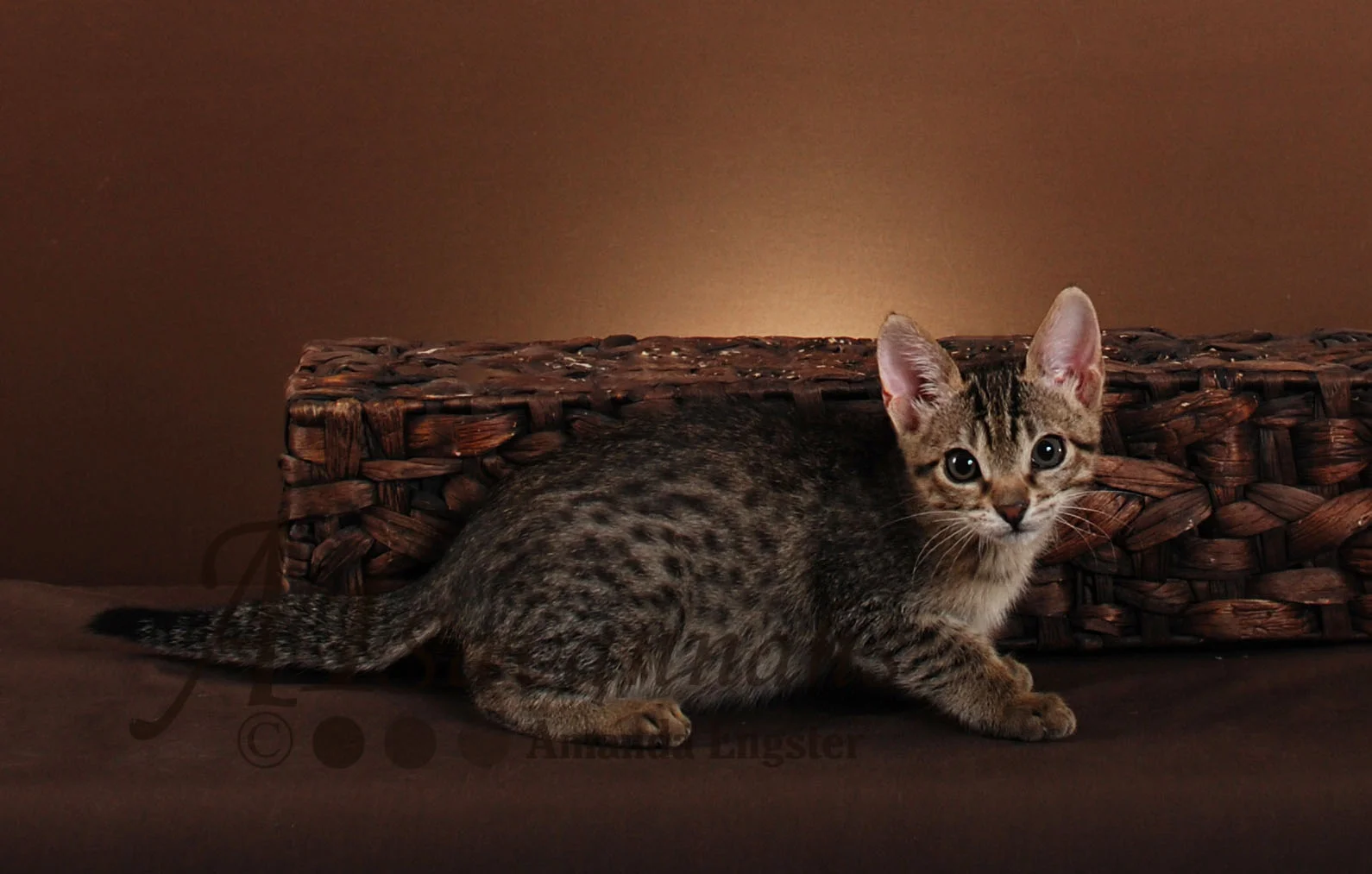 A1Savannahs Isabel F5 Female Savannah Kitten