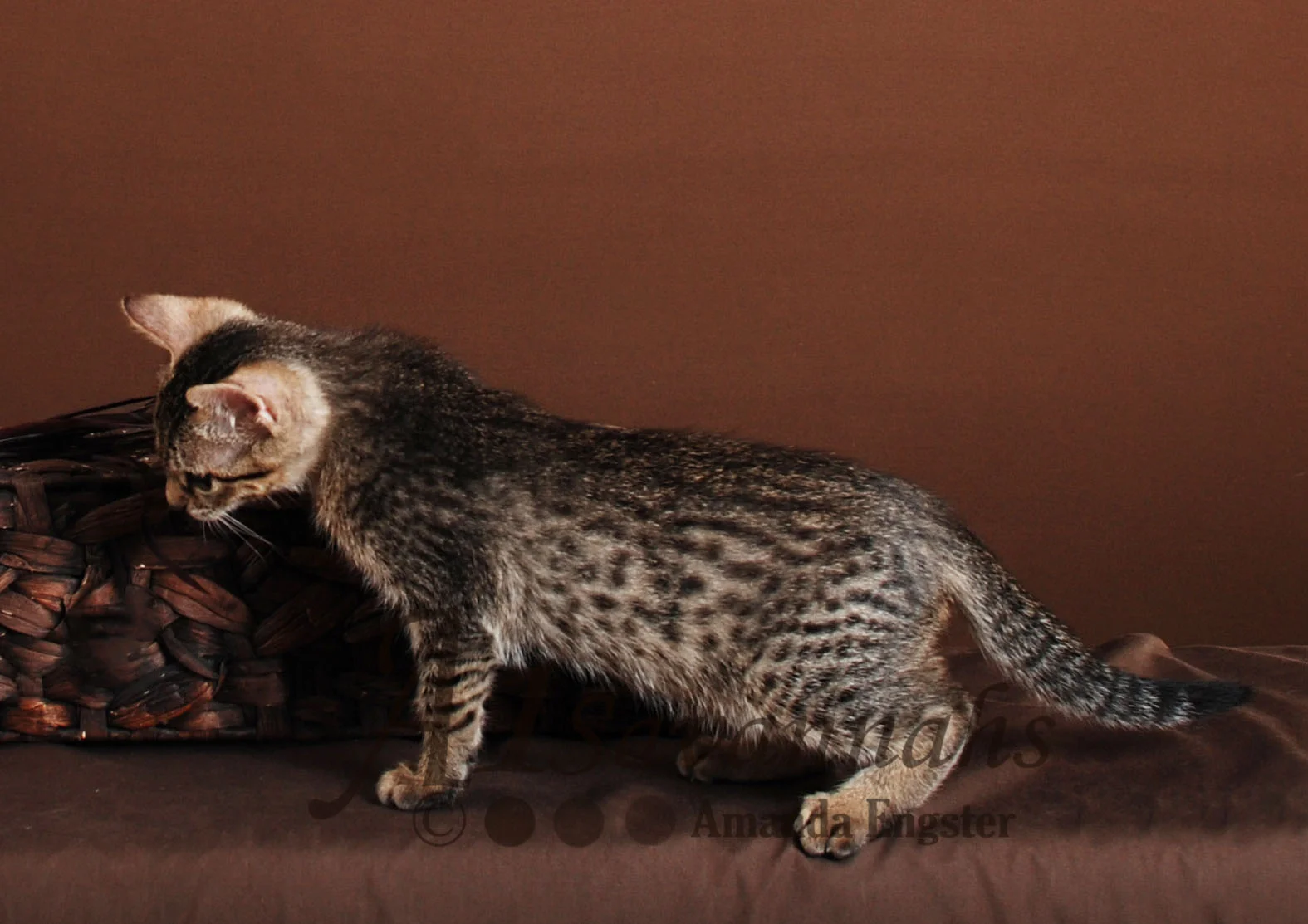 A1Savannahs Isabel F5 Female Savannah Kitten