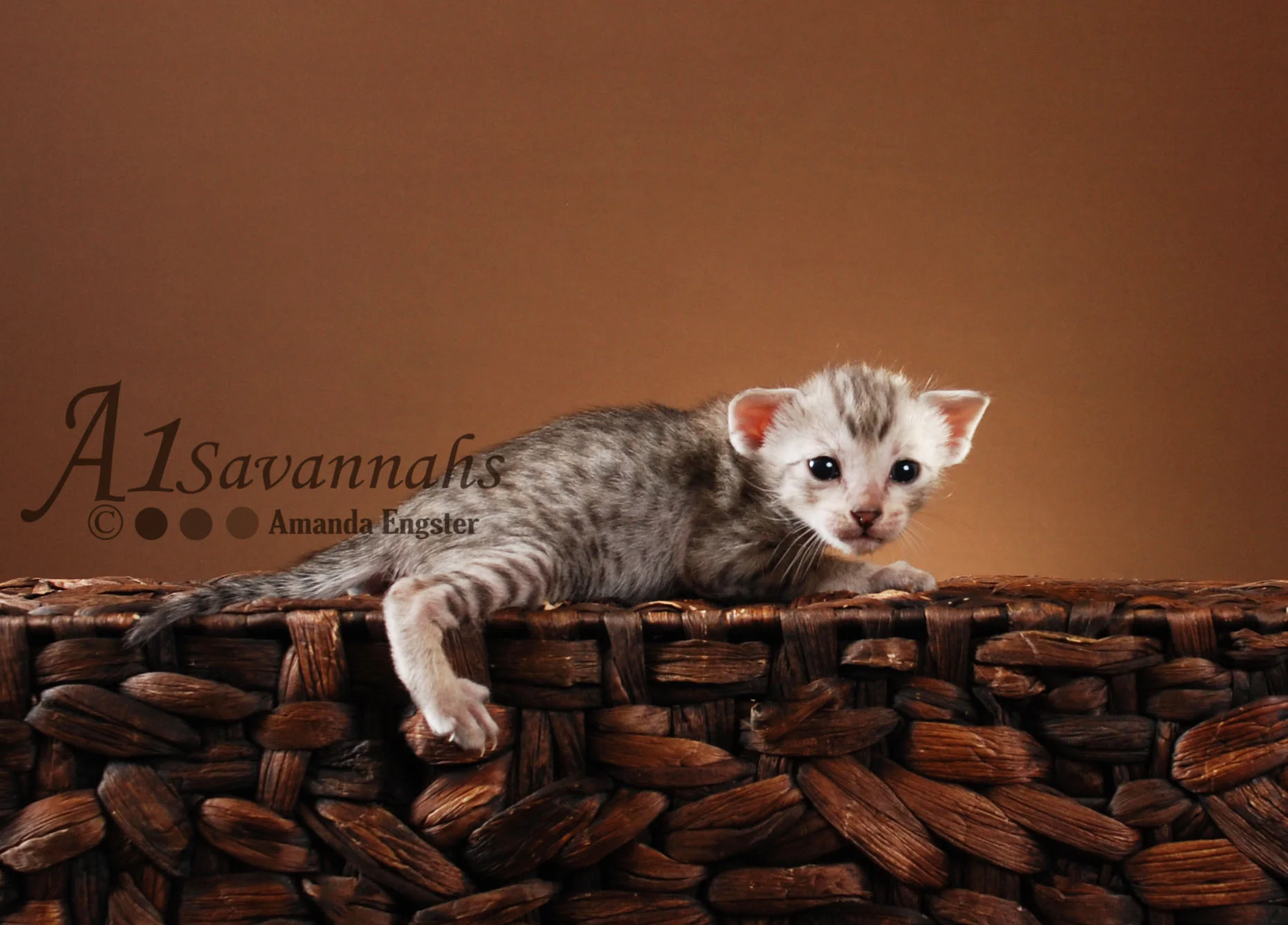 A1Savannahs Orlando SBT Male Savannah Kitten