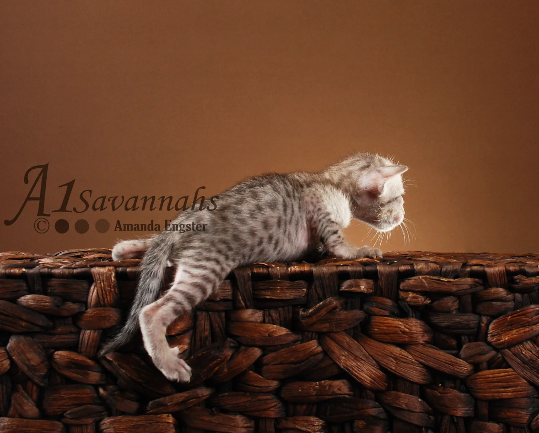 A1Savannahs Orlando SBT Male Savannah Kitten