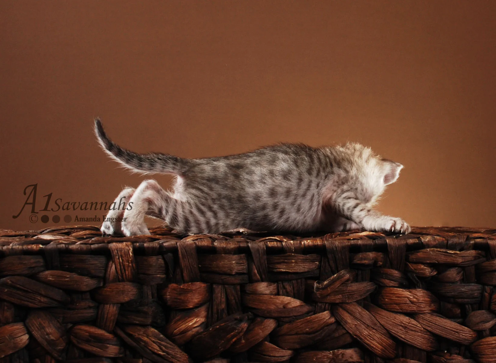 A1Savannahs Orlando SBT Male Savannah Kitten
