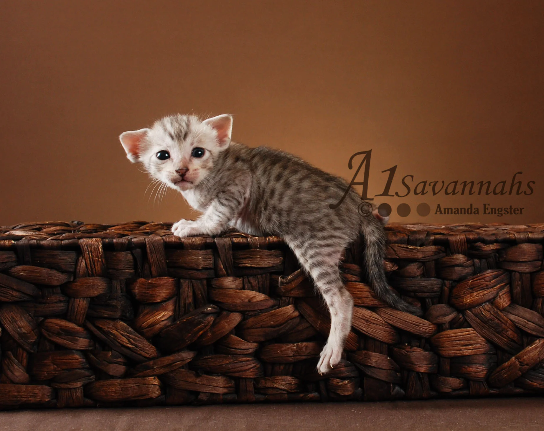 A1Savannahs Orlando SBT Male Savannah Kitten