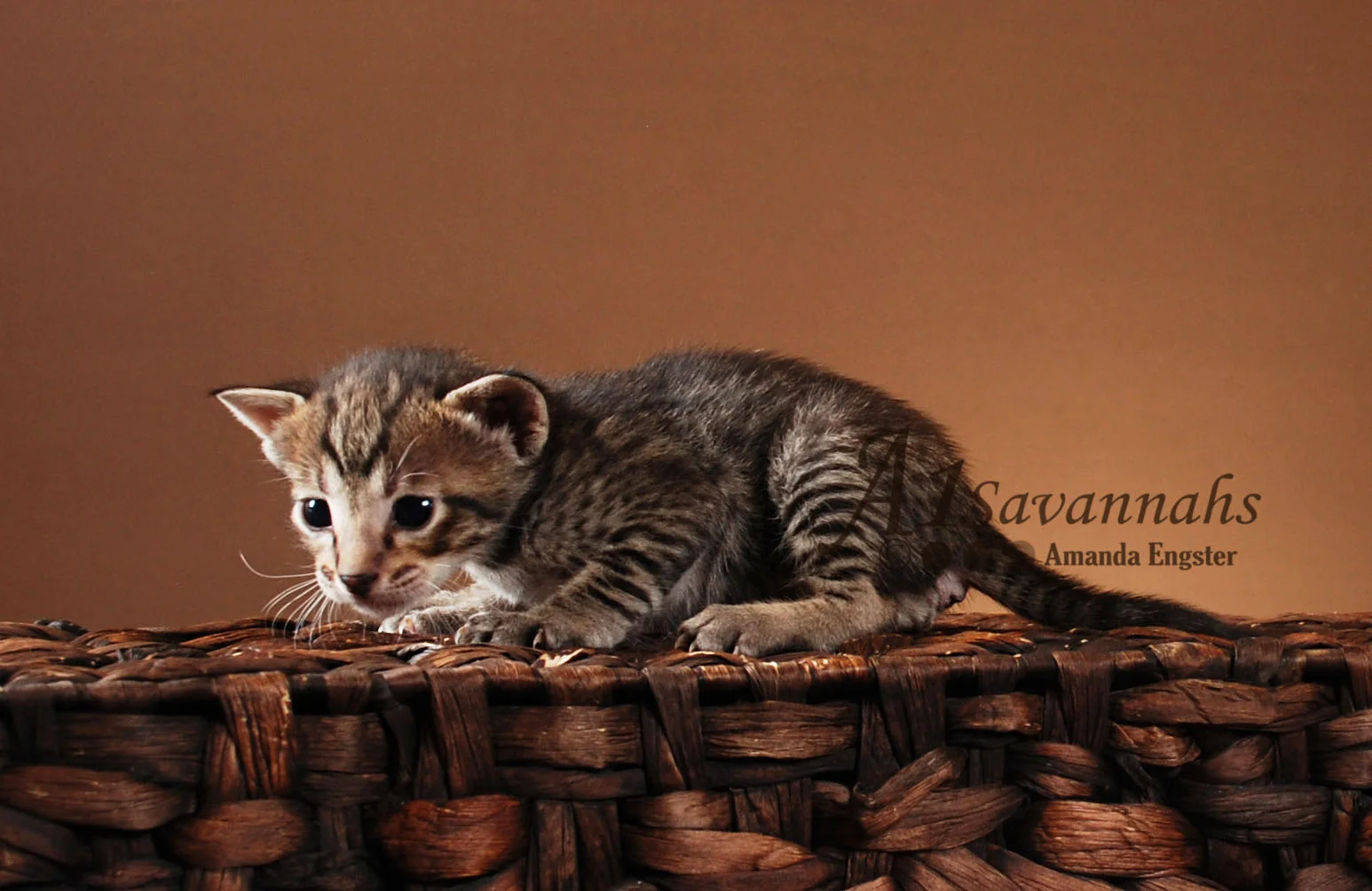 A1Savannahs Ashur F5 Male Savannah Kitten