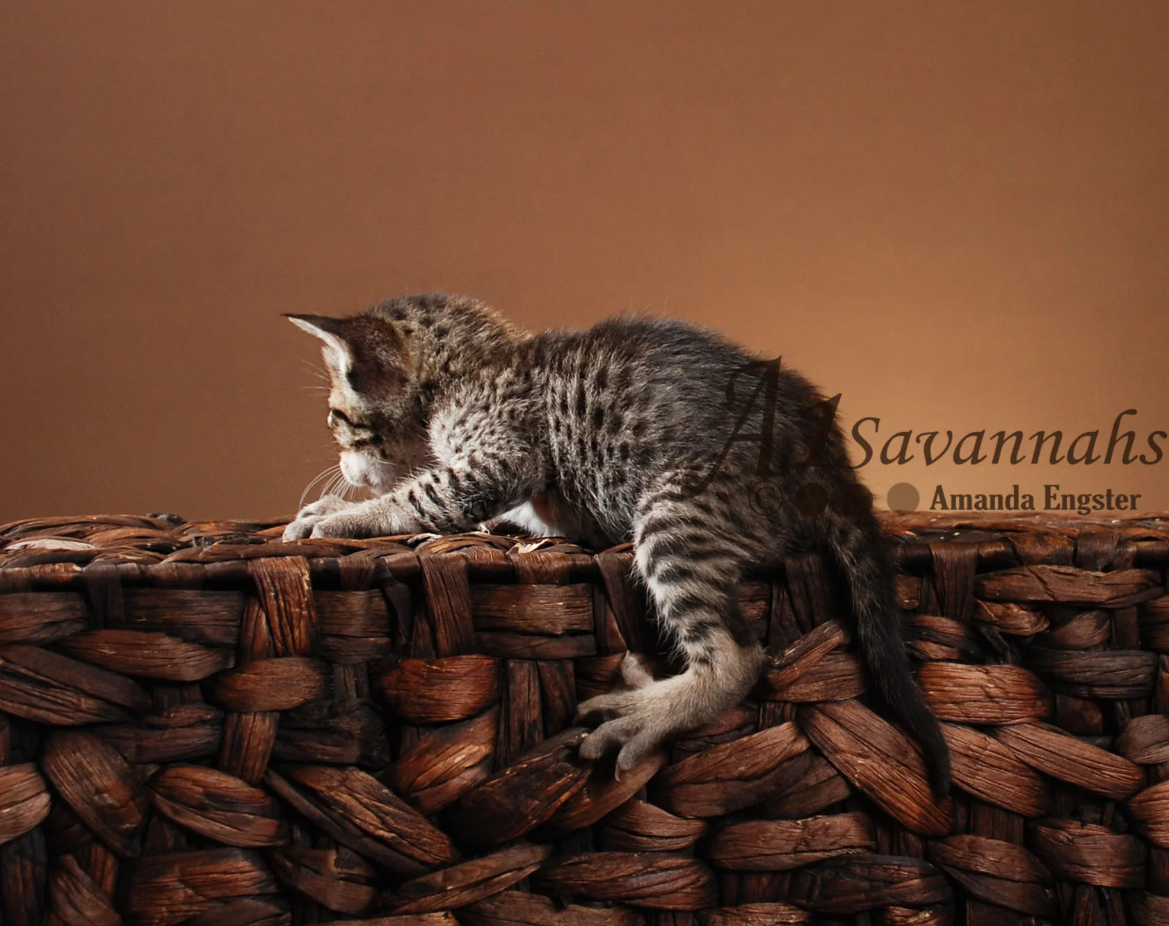 A1Savannahs Ashur F5 Male Savannah Kitten