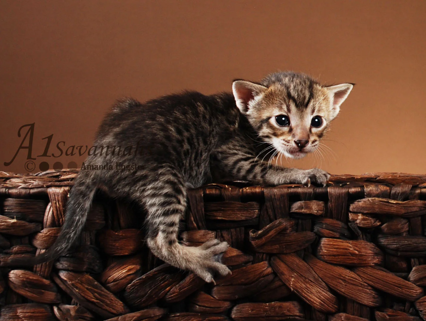 A1Savannahs Ashur F5 Male Savannah Kitten
