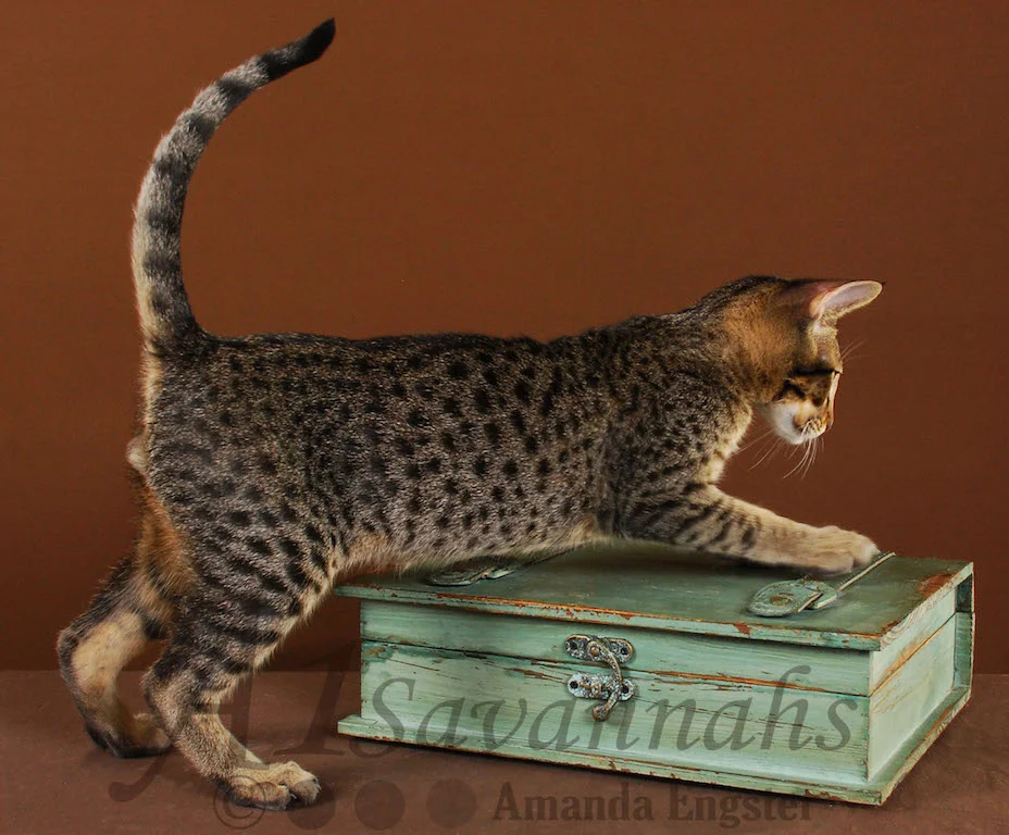 A1Savannahs Ashur F5 Male Savannah Kitten
