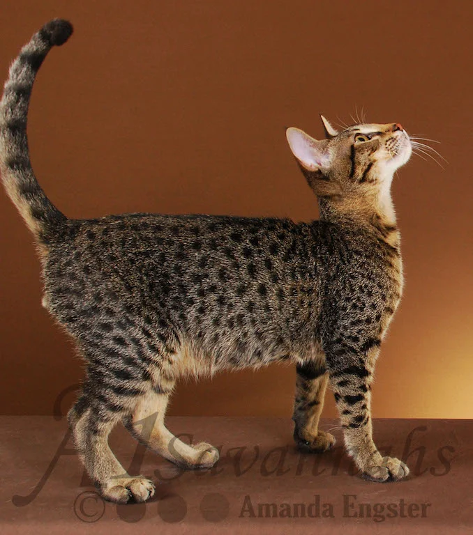 A1Savannahs Ashur F5 Male Savannah Kitten