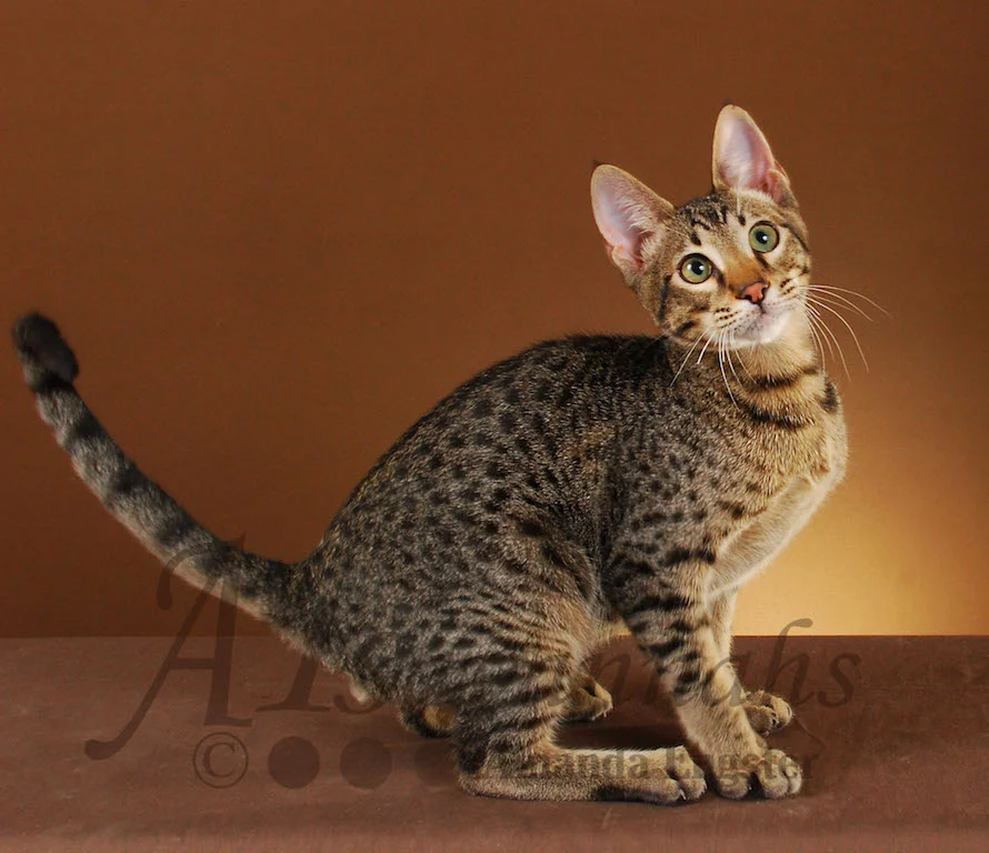 A1Savannahs Ashur F5 Male Savannah Kitten