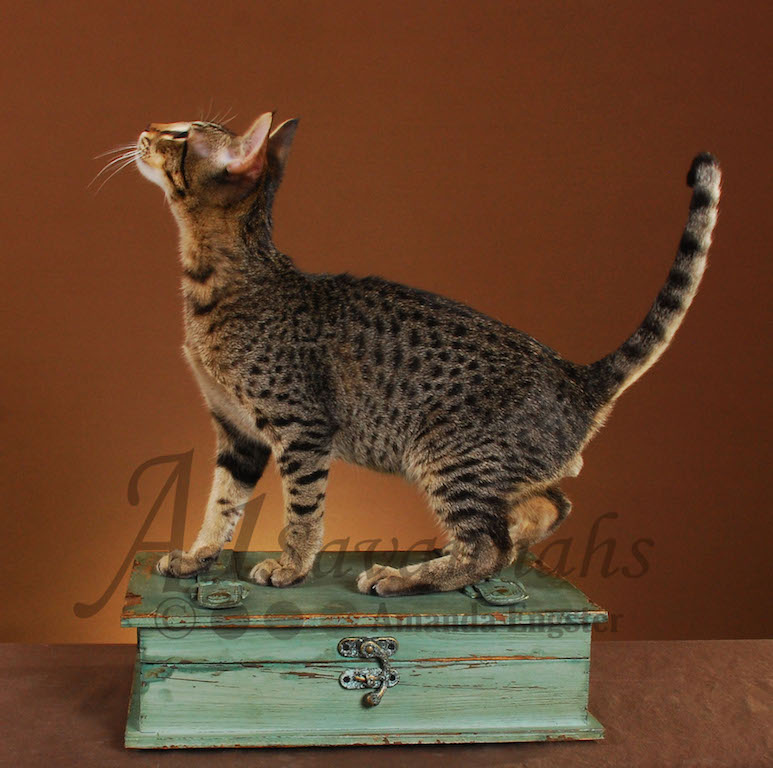 A1Savannahs Ashur F5 Male Savannah Kitten