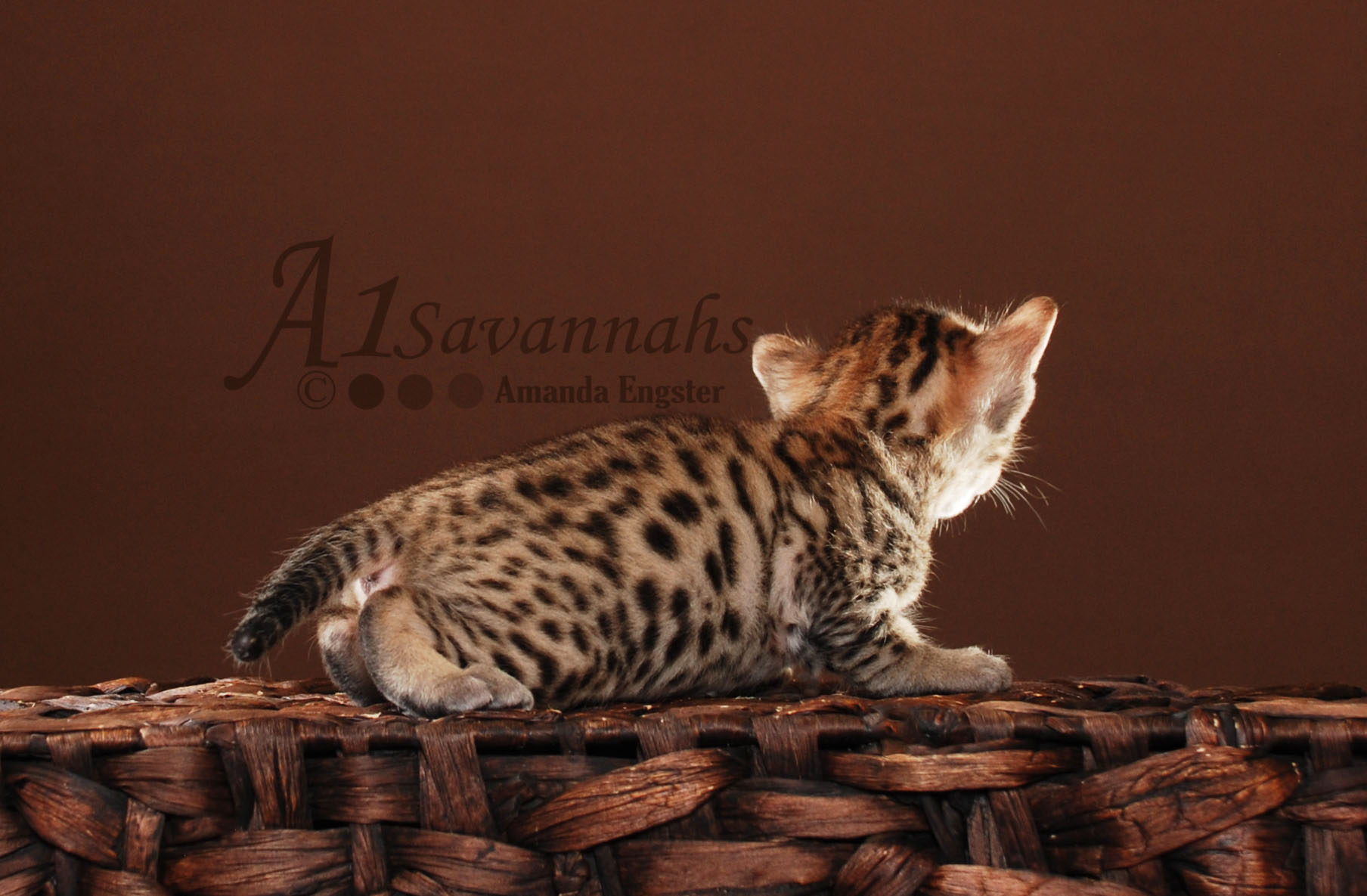 A1Savannahs Beaux F5 Male Savannah Kitten