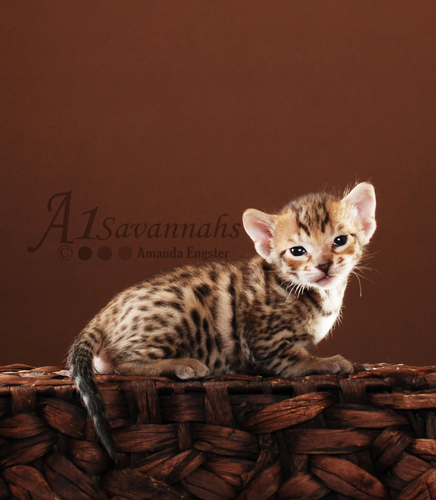 A1Savannahs Beaux F5 Male Savannah Kitten