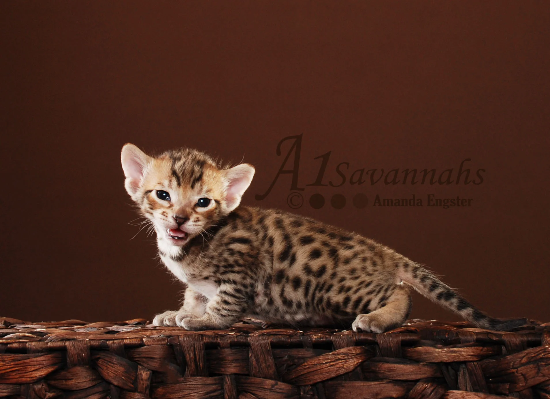 A1Savannahs Beaux F5 Male Savannah Kitten