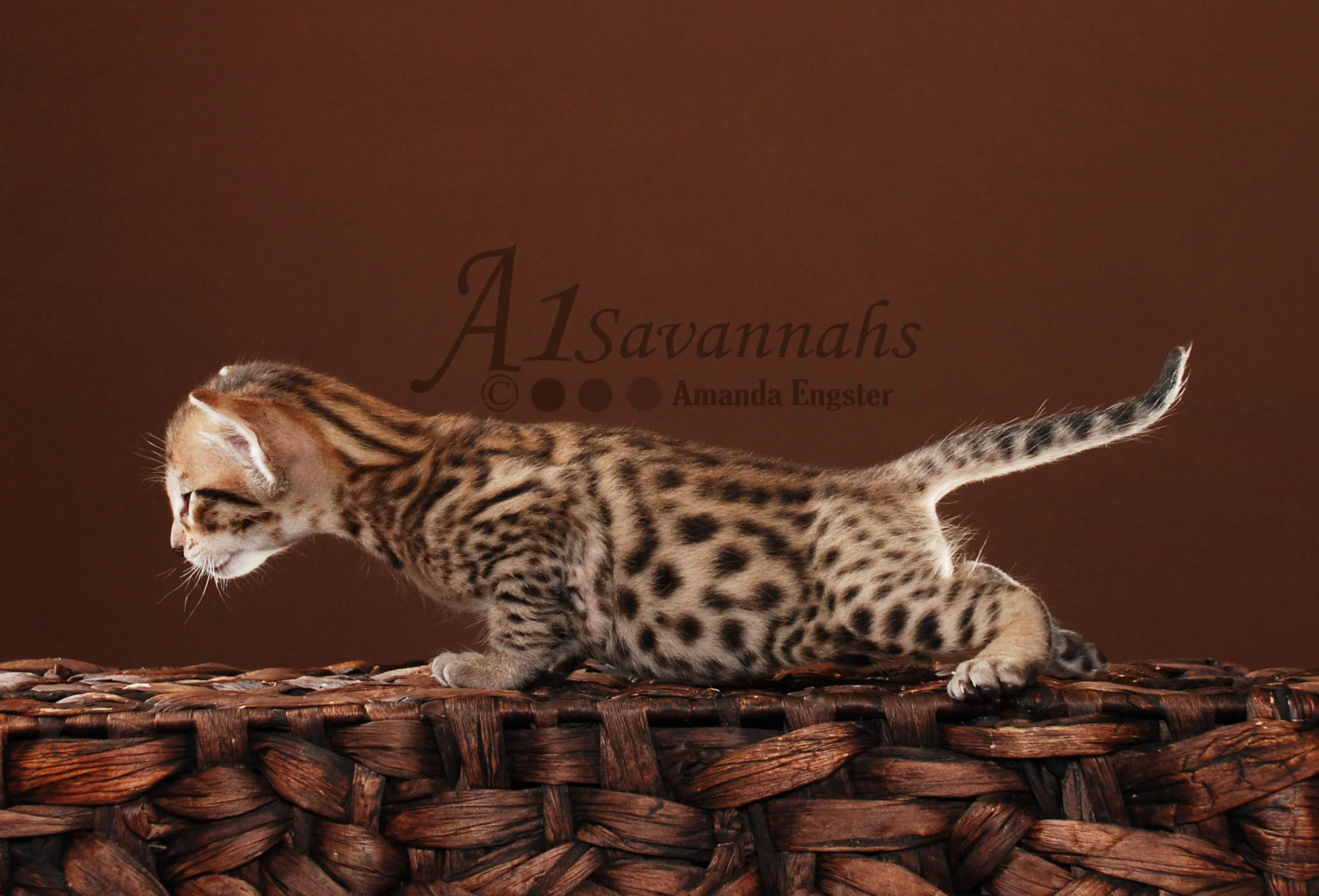 A1Savannahs Beaux F5 Male Savannah Kitten
