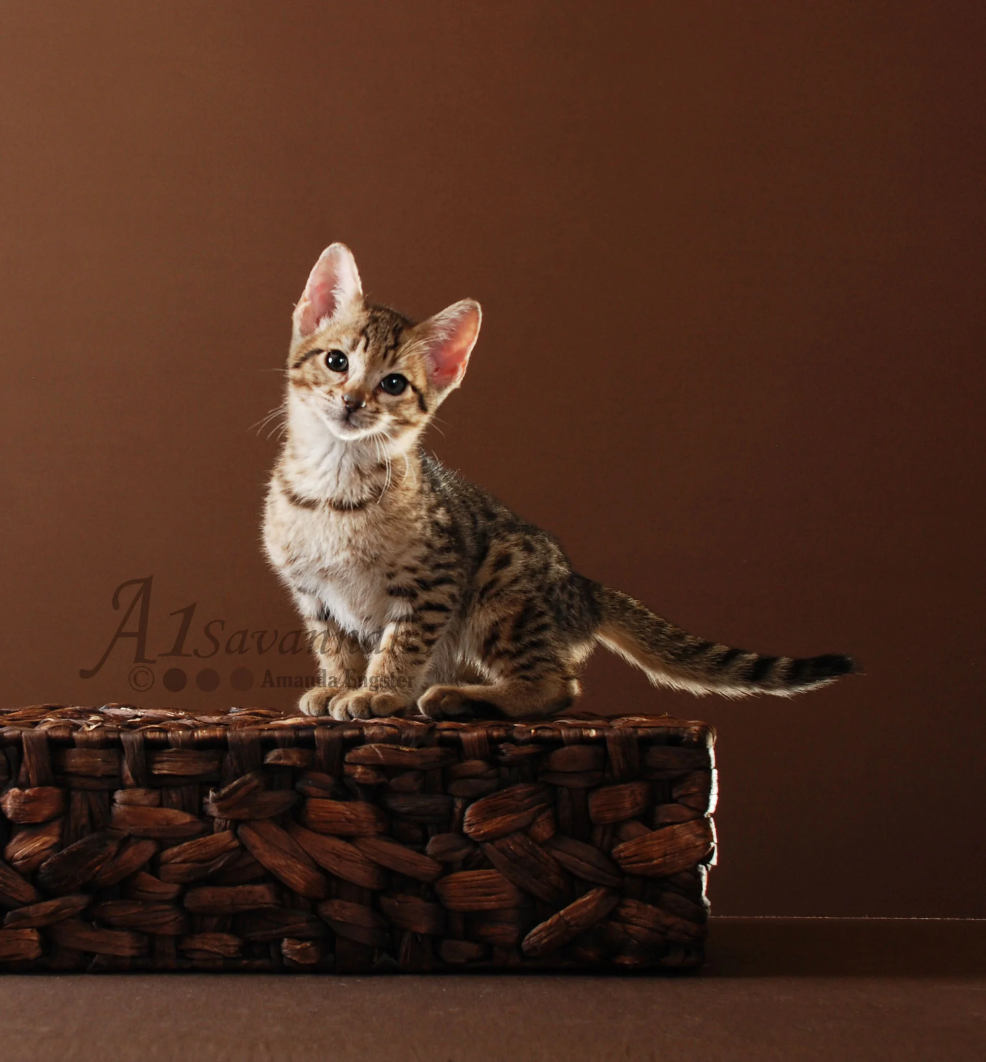A1Savannahs Beaux F5 Male Savannah Kitten