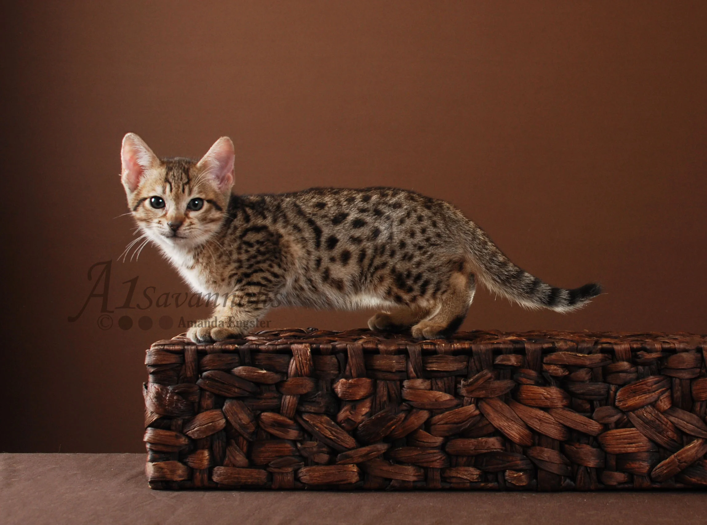 A1Savannahs Beaux F5 Male Savannah Kitten