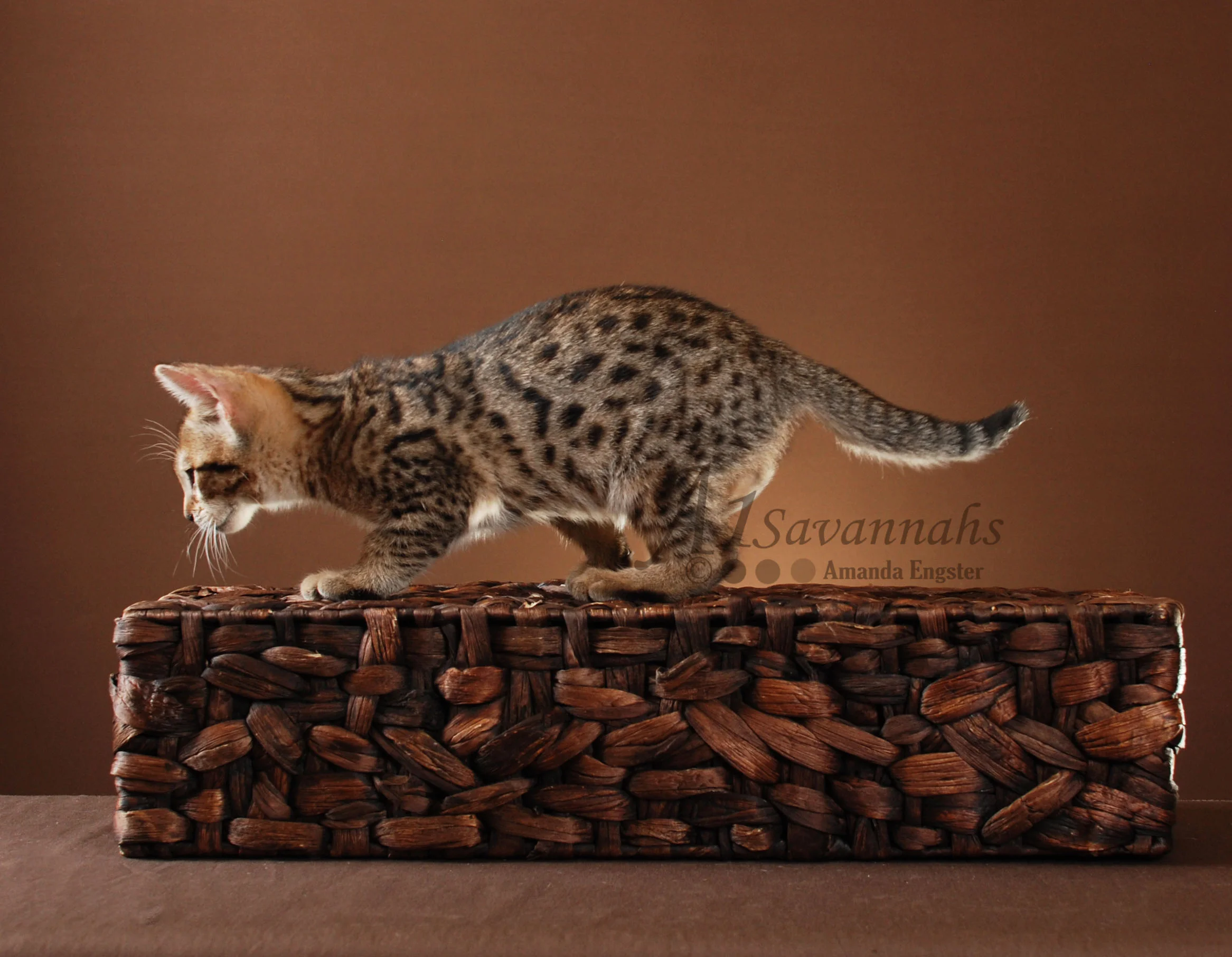 A1Savannahs Beaux F5 Male Savannah Kitten