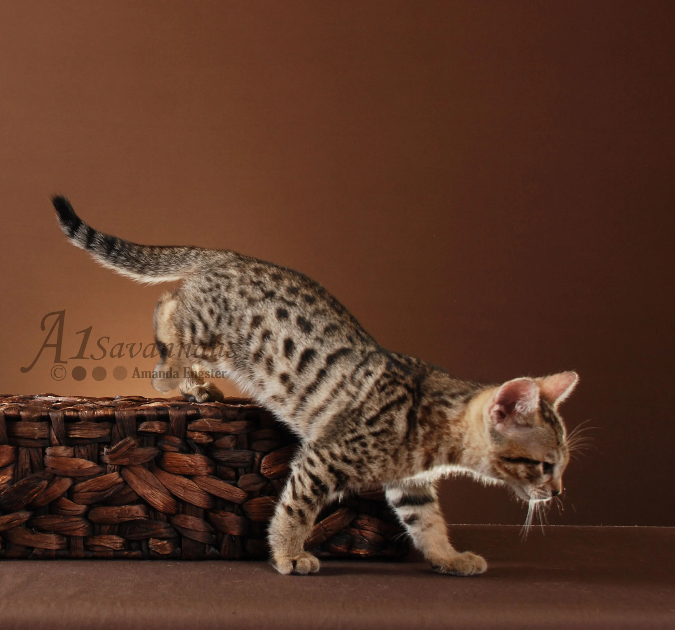 A1Savannahs Beaux F5 Male Savannah Kitten