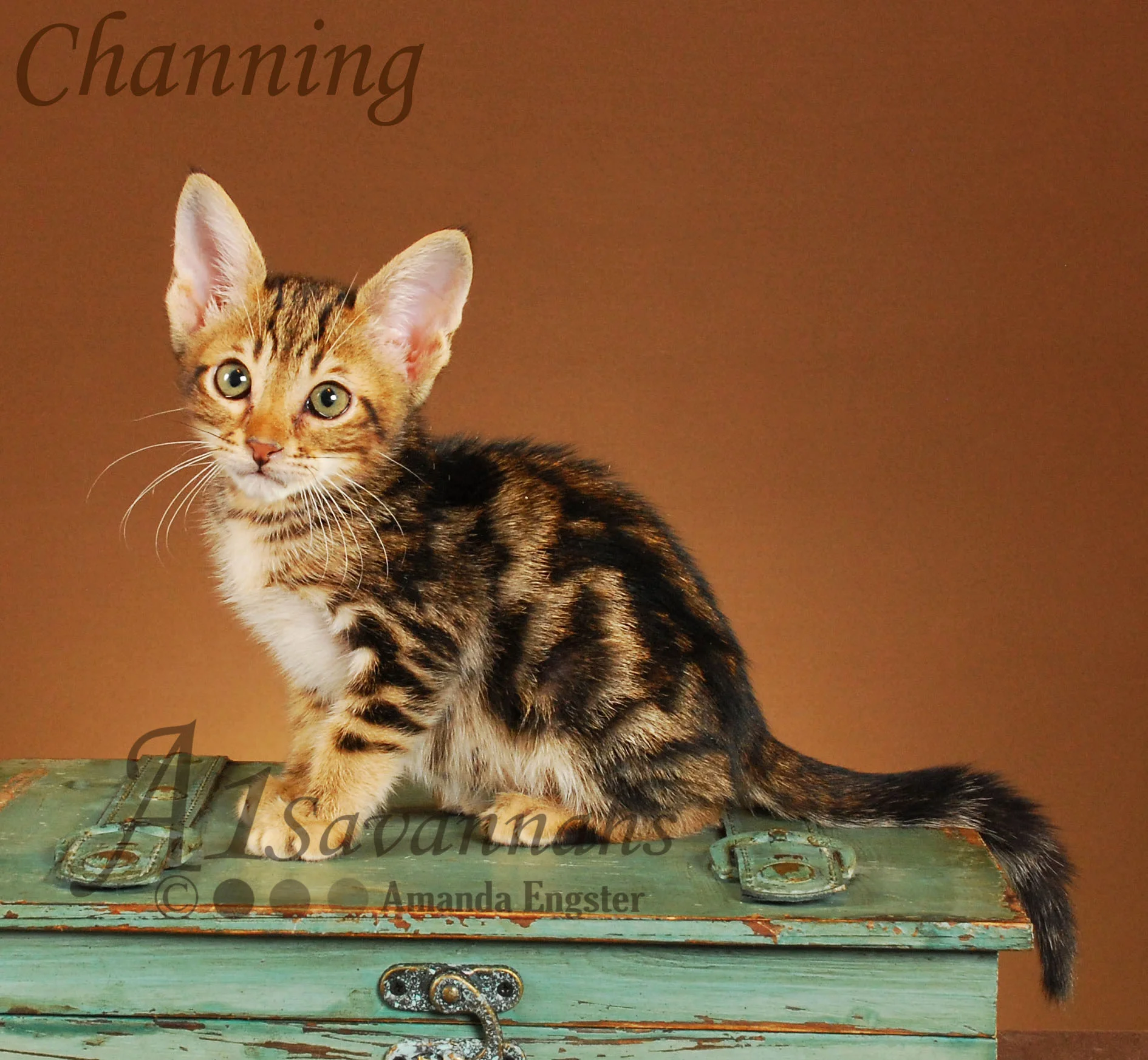 A1Savannahs Channing SBT Male Savannah Kitten