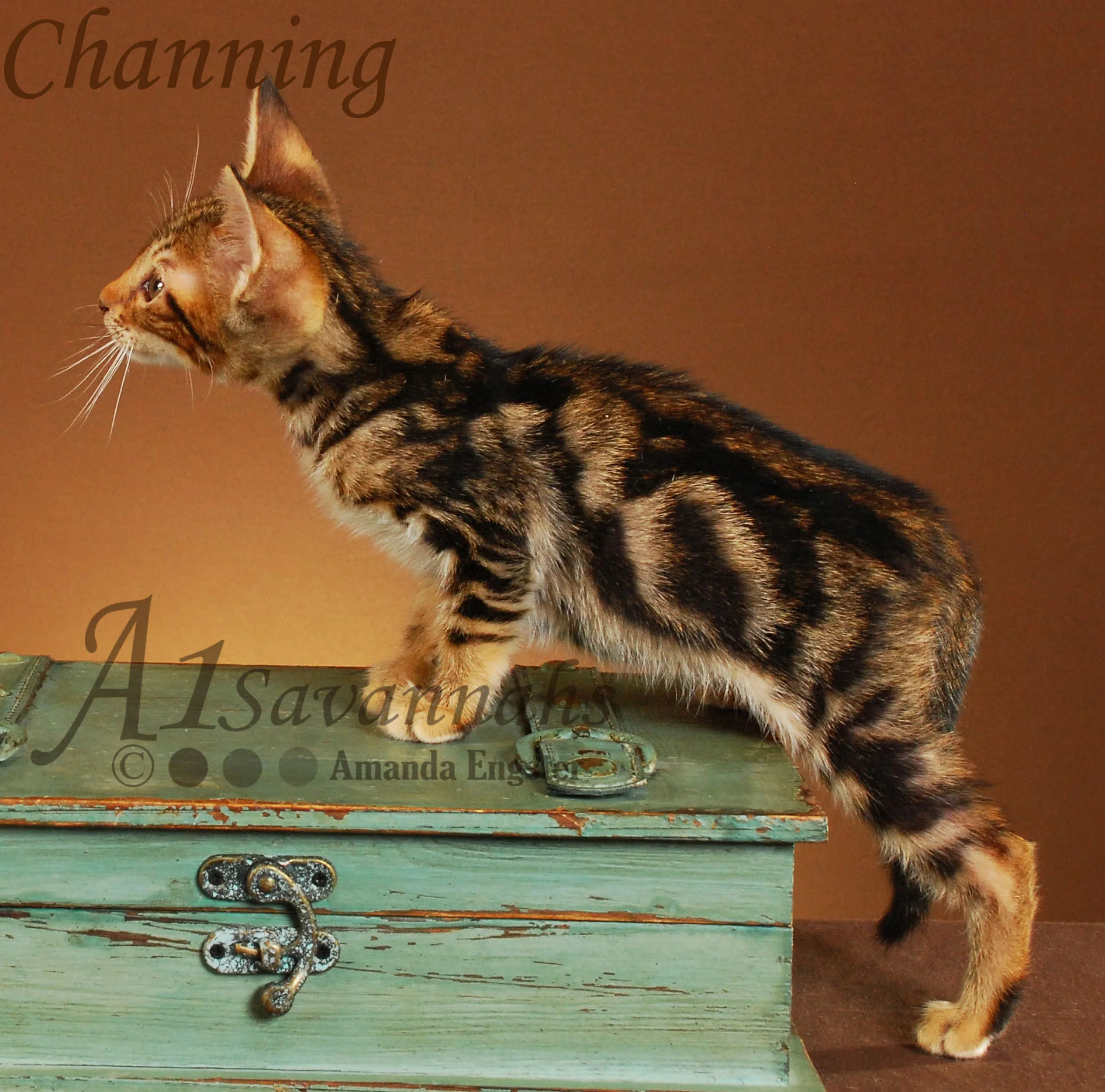 A1Savannahs Channing SBT Male Savannah Kitten
