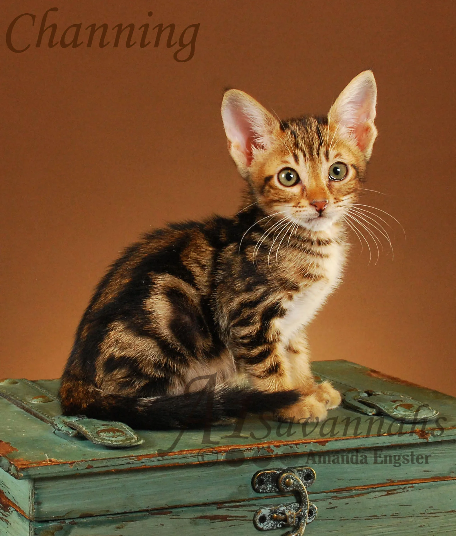 A1Savannahs Channing SBT Male Savannah Kitten