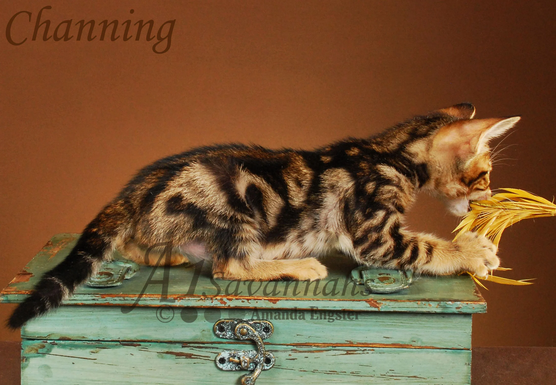 A1Savannahs Channing SBT Male Savannah Kitten