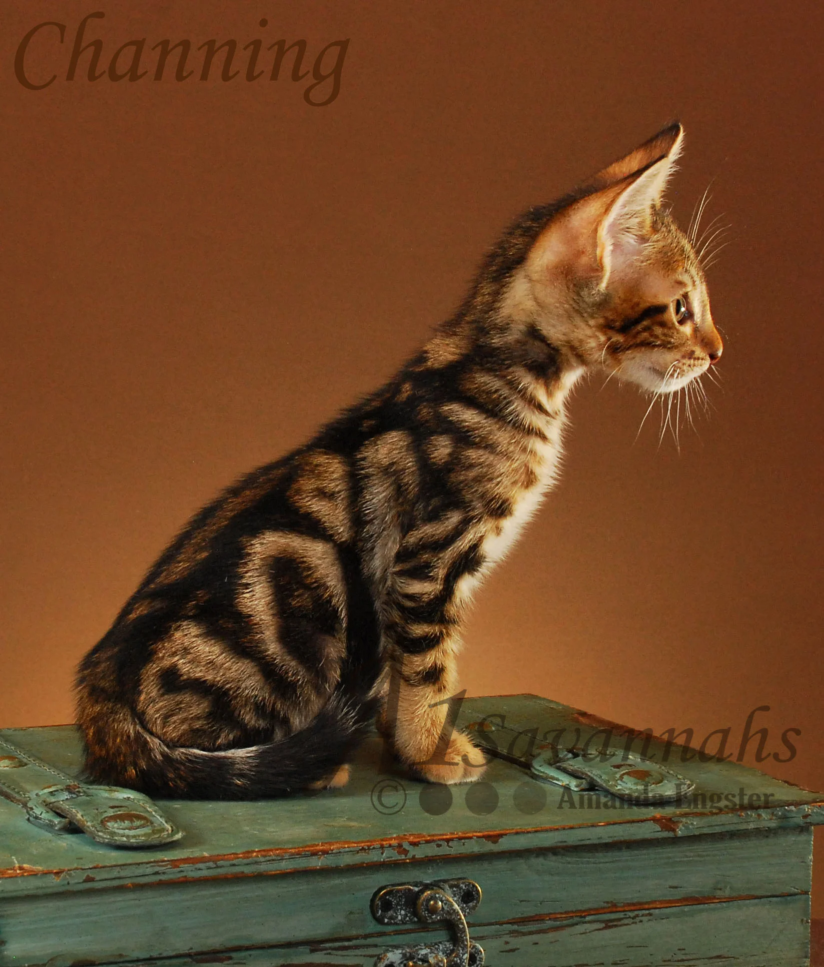 A1Savannahs Channing SBT Male Savannah Kitten