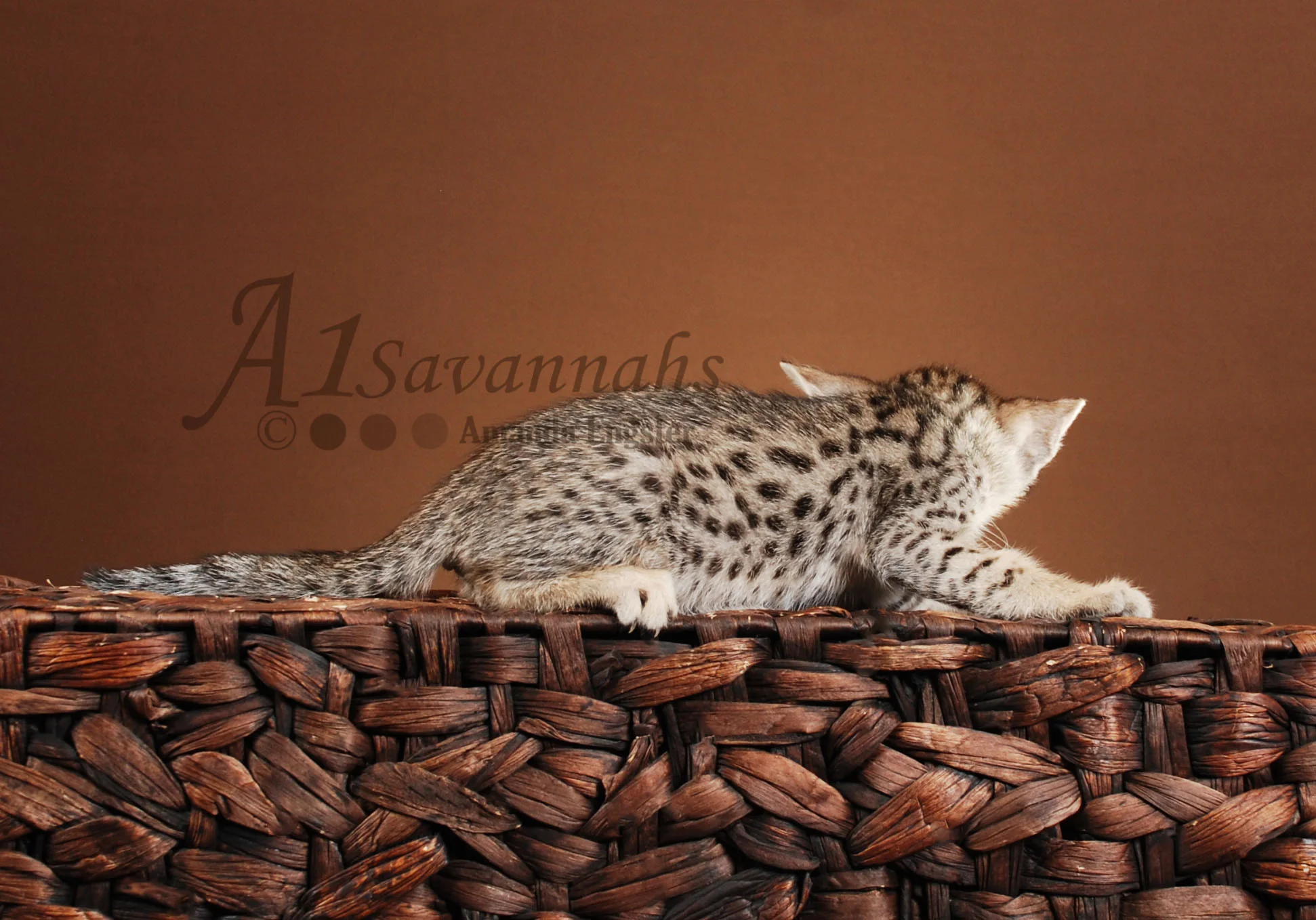 A1Savannahs Camille SBT Female Savannah Kitten