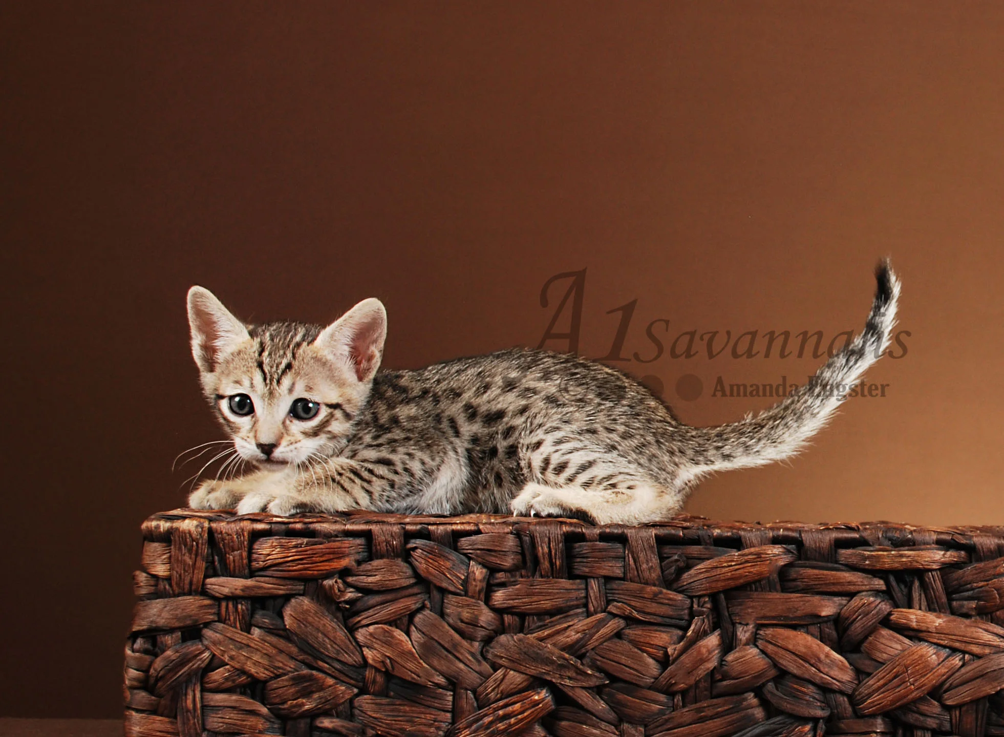 A1Savannahs Camille SBT Female Savannah Kitten
