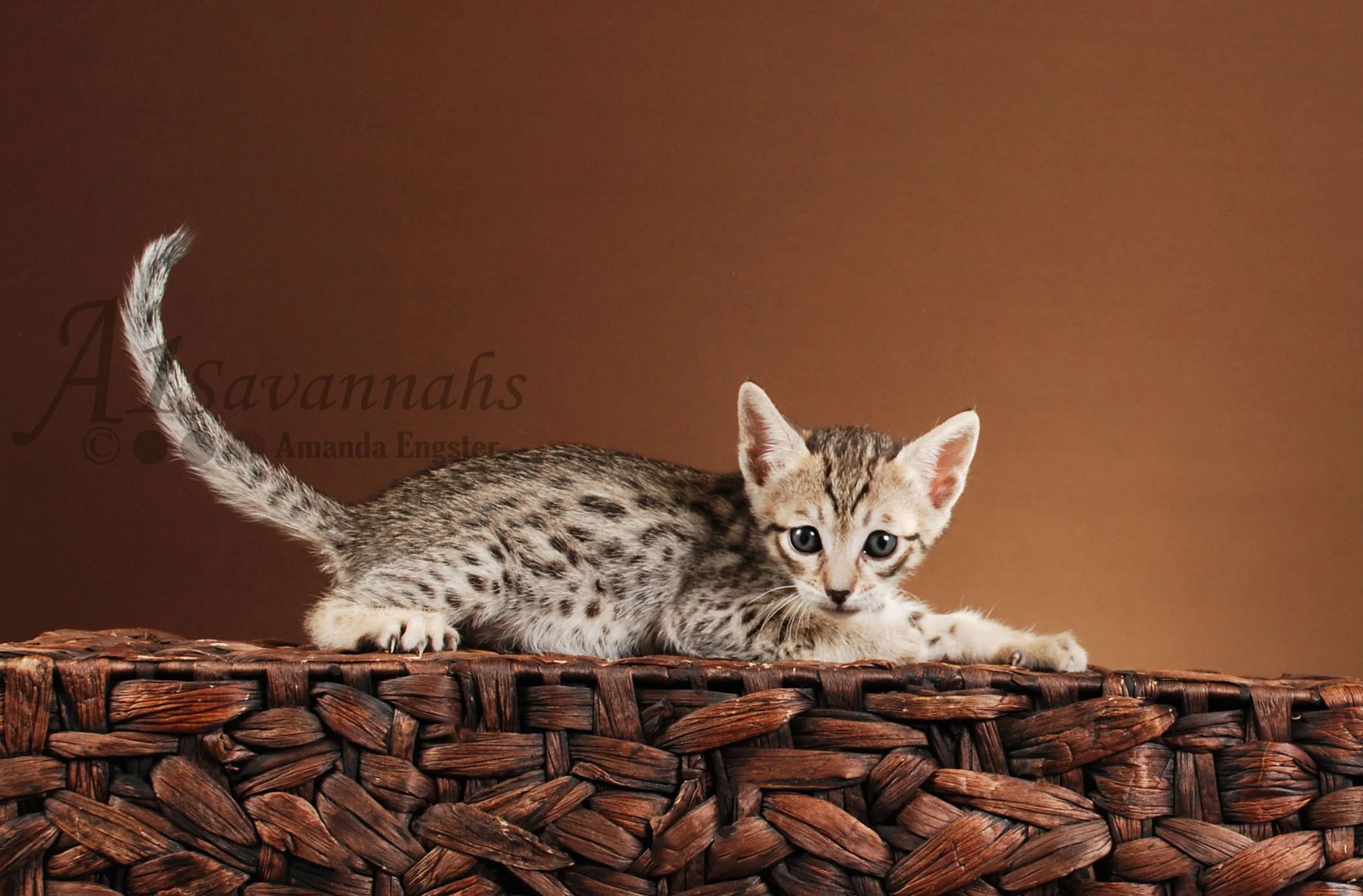 A1Savannahs Camille SBT Female Savannah Kitten