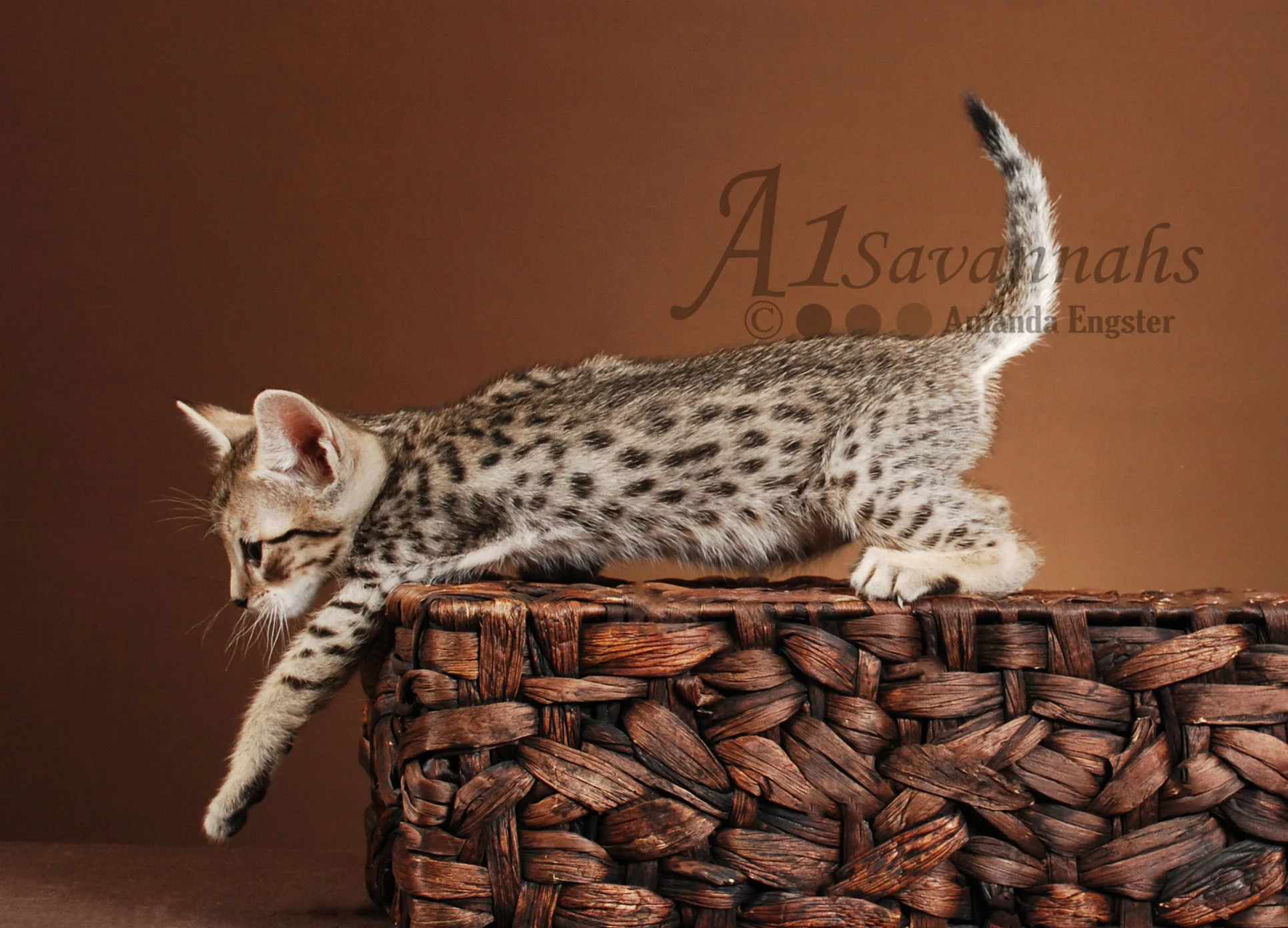 A1Savannahs Camille SBT Female Savannah Kitten