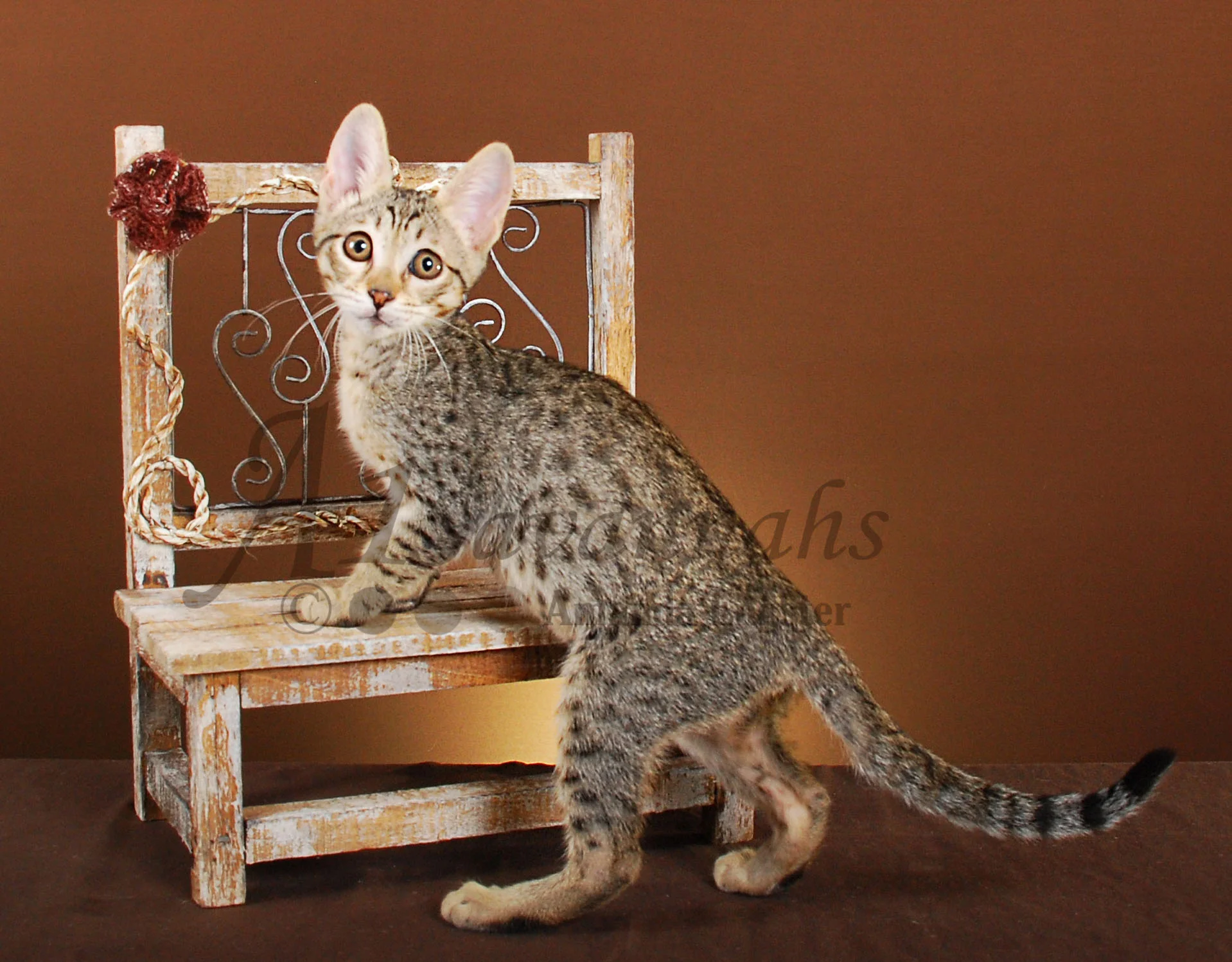 A1Savannahs Camille SBT Female Savannah Kitten