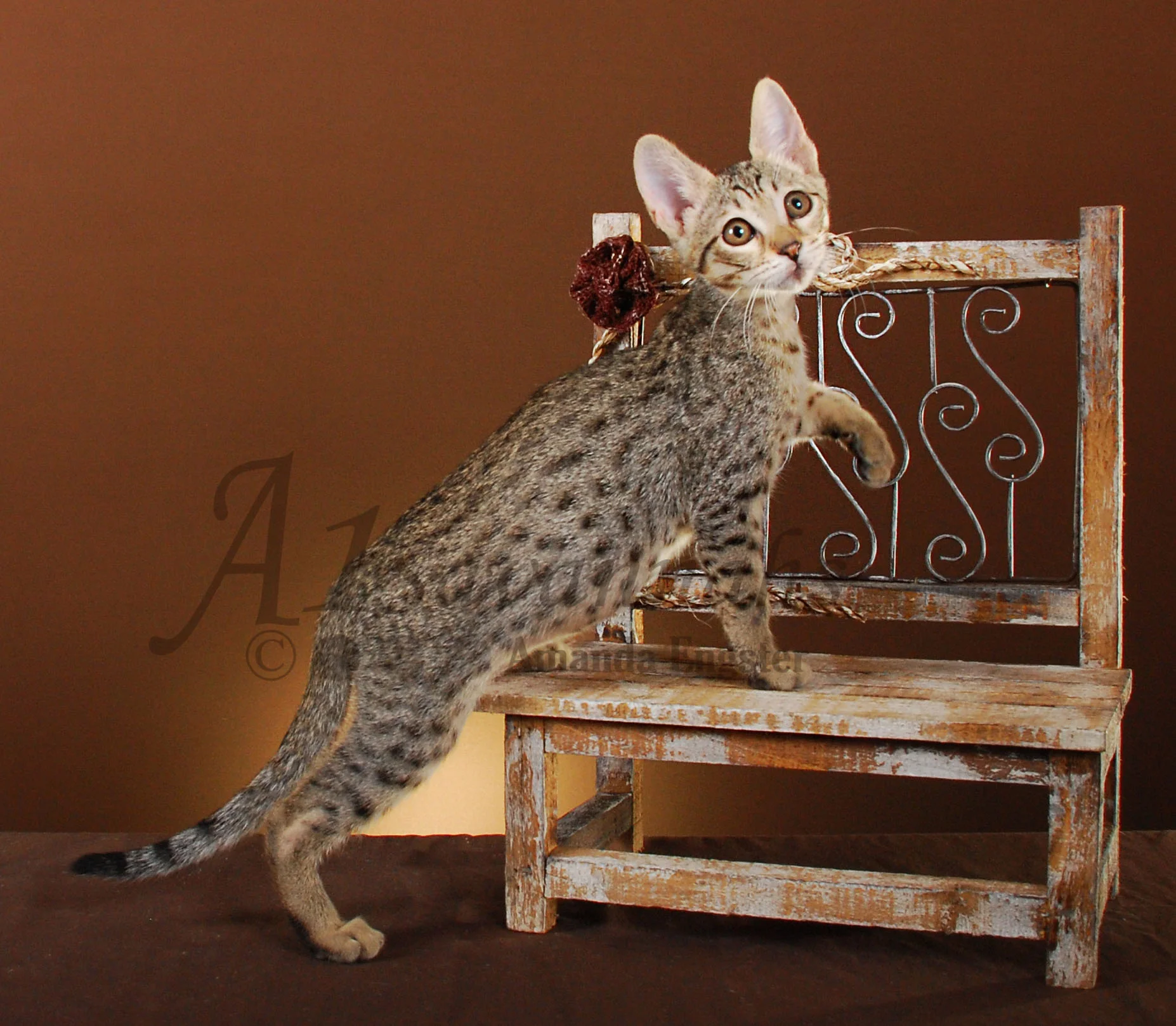 A1Savannahs Camille SBT Female Savannah Kitten