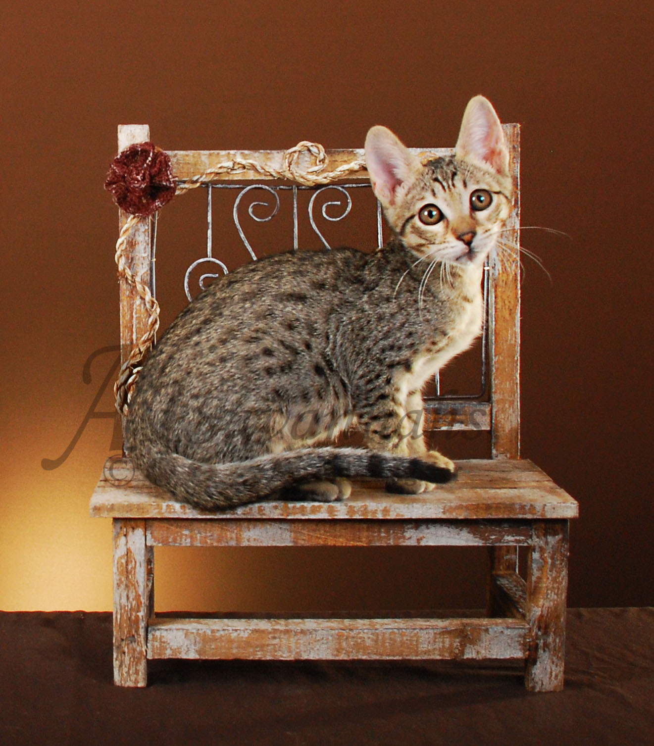 A1Savannahs Camille SBT Female Savannah Kitten