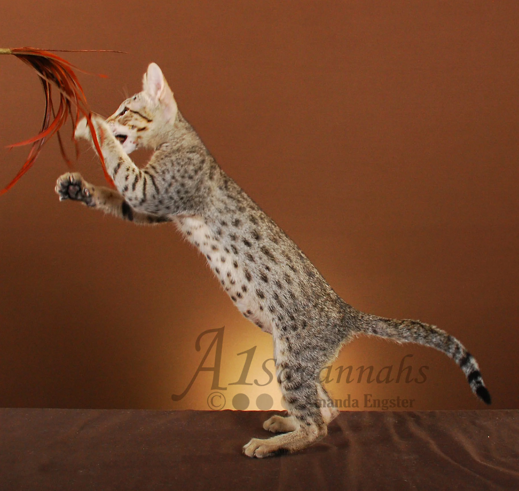 A1Savannahs Camille SBT Female Savannah Kitten