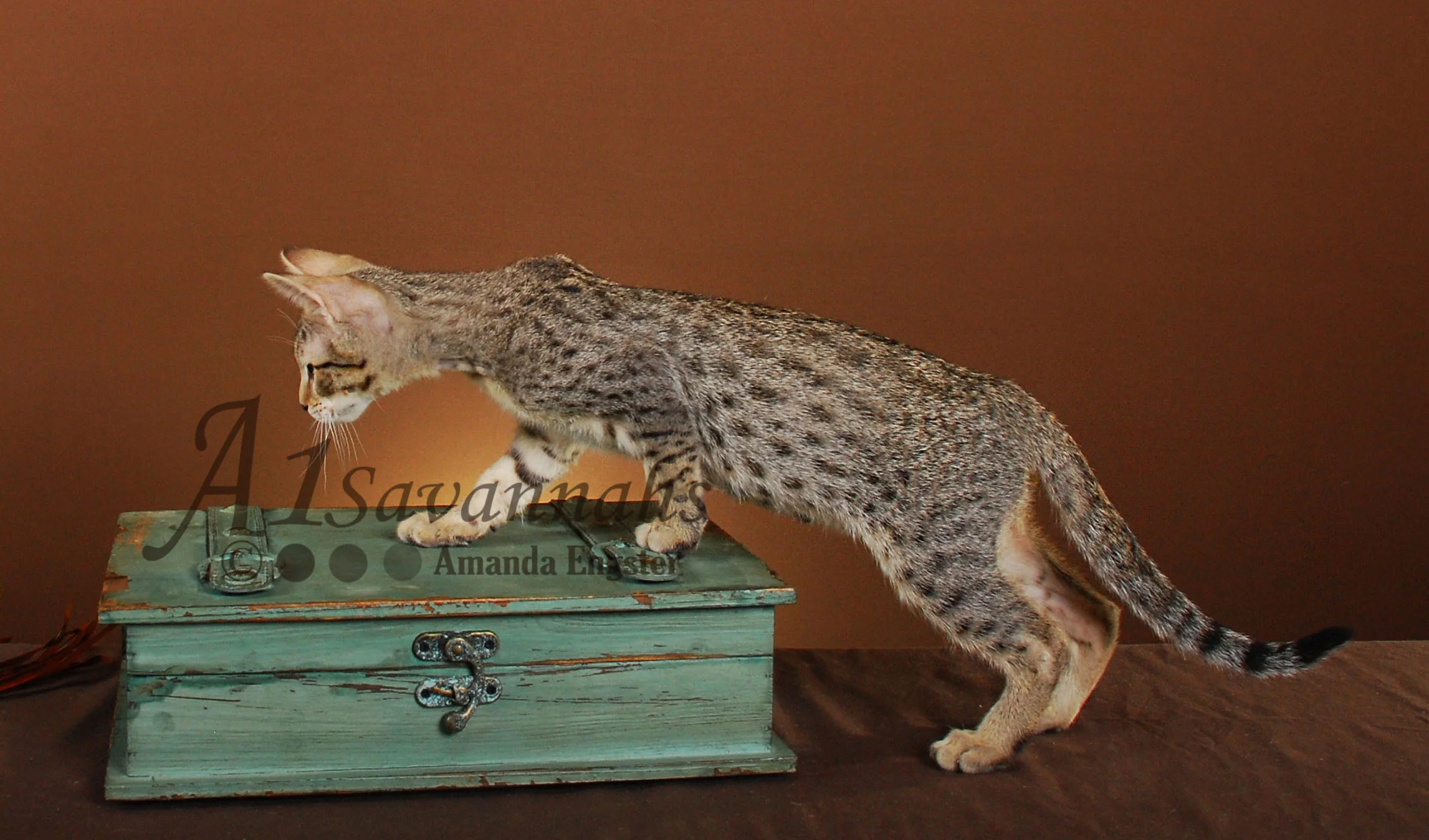 A1Savannahs Camille SBT Female Savannah Kitten