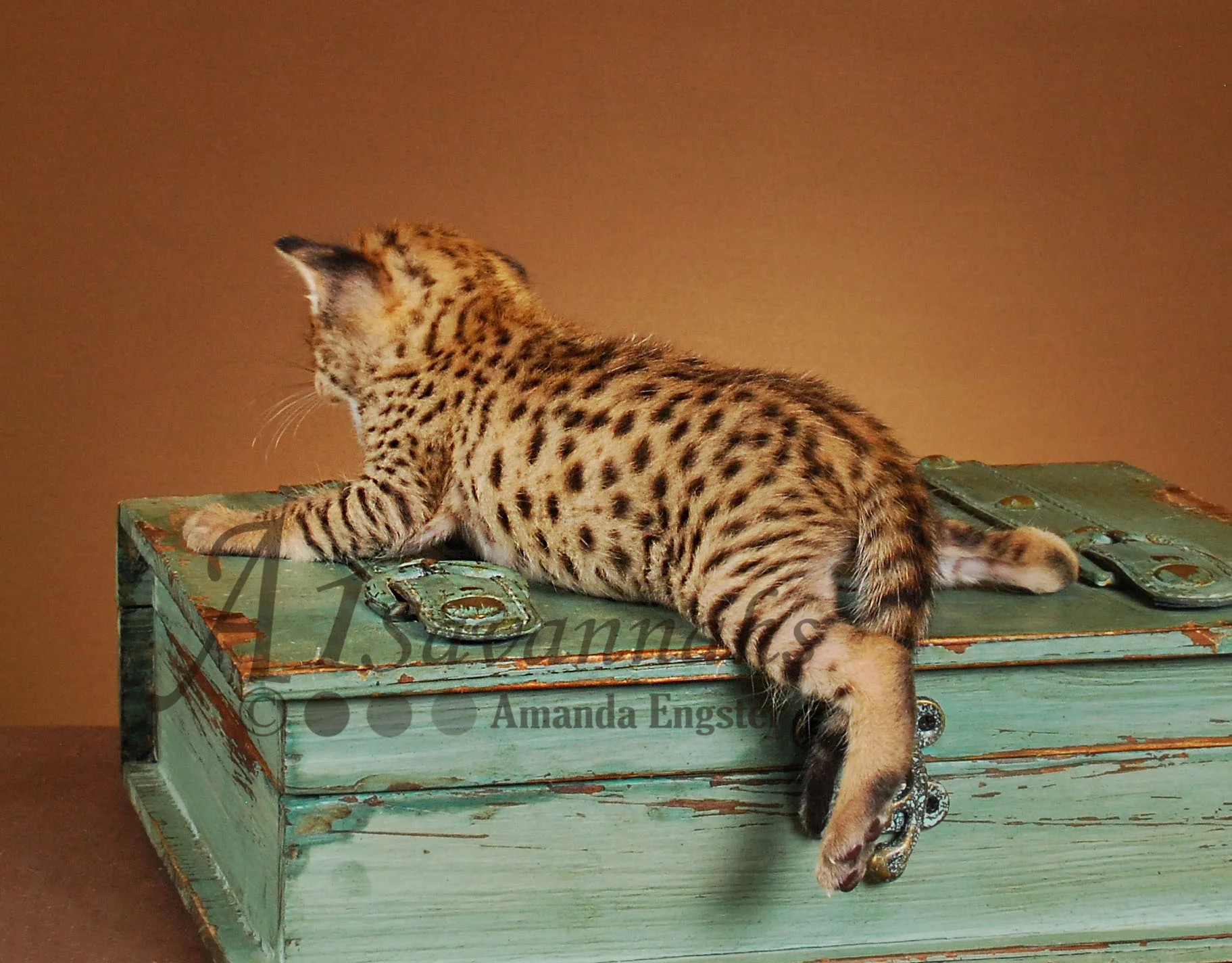 A1Savannahs Zeus F2 Male Savannah Kitten