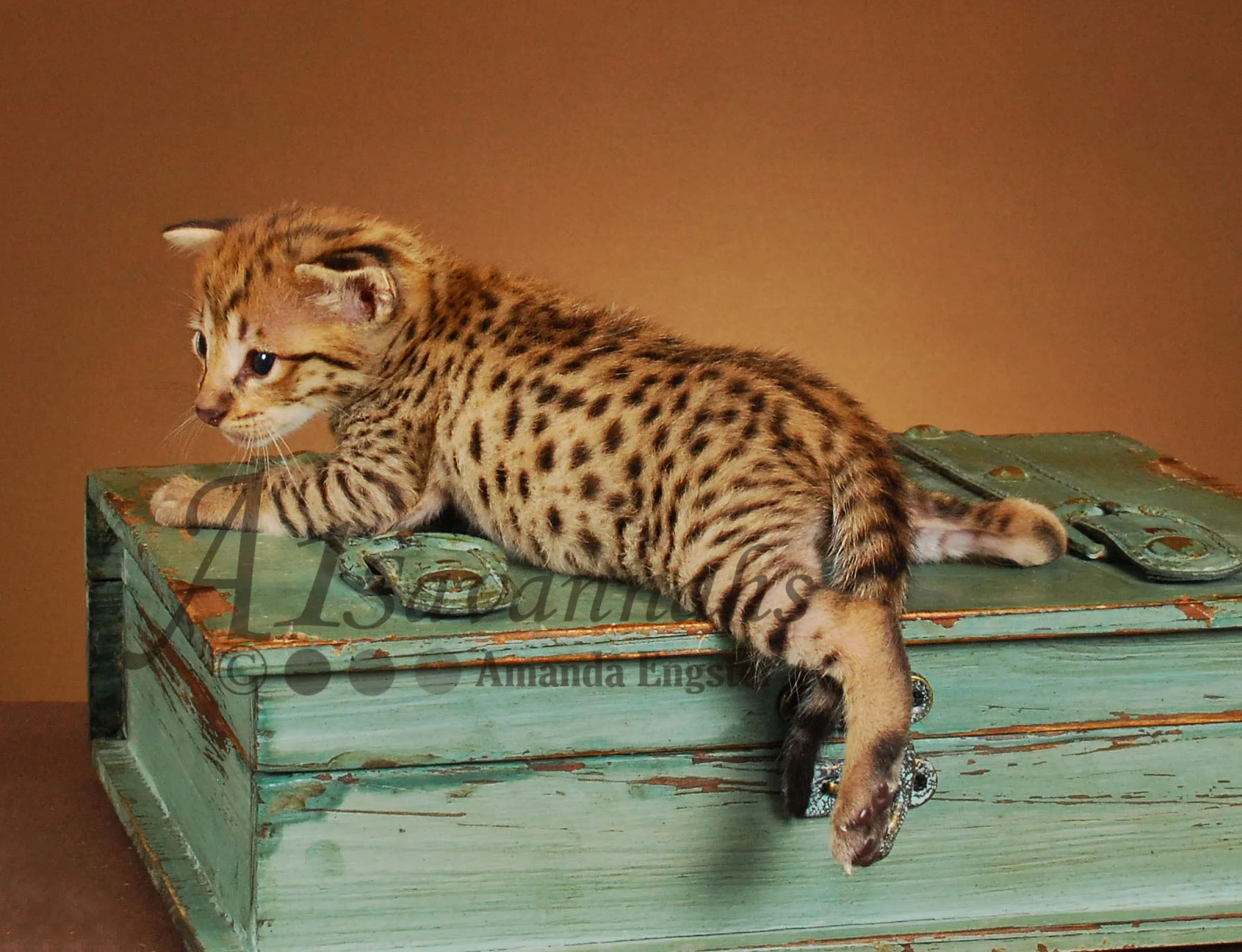 A1Savannahs Zeus F2 Male Savannah Kitten