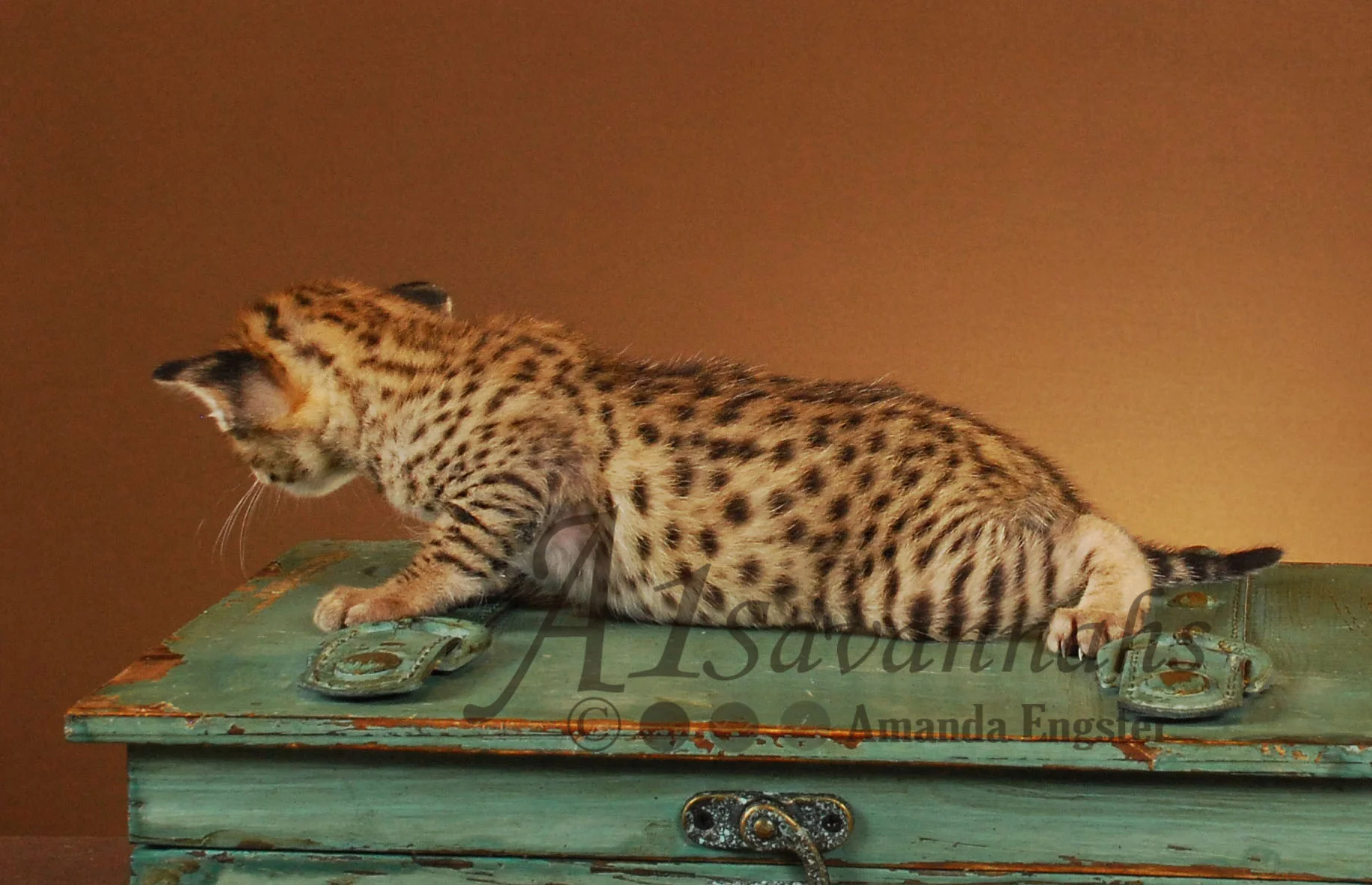 A1Savannahs Zeus F2 Male Savannah Kitten