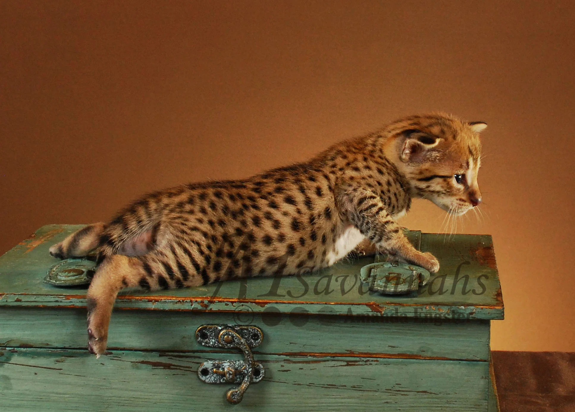 A1Savannahs Zeus F2 Male Savannah Kitten